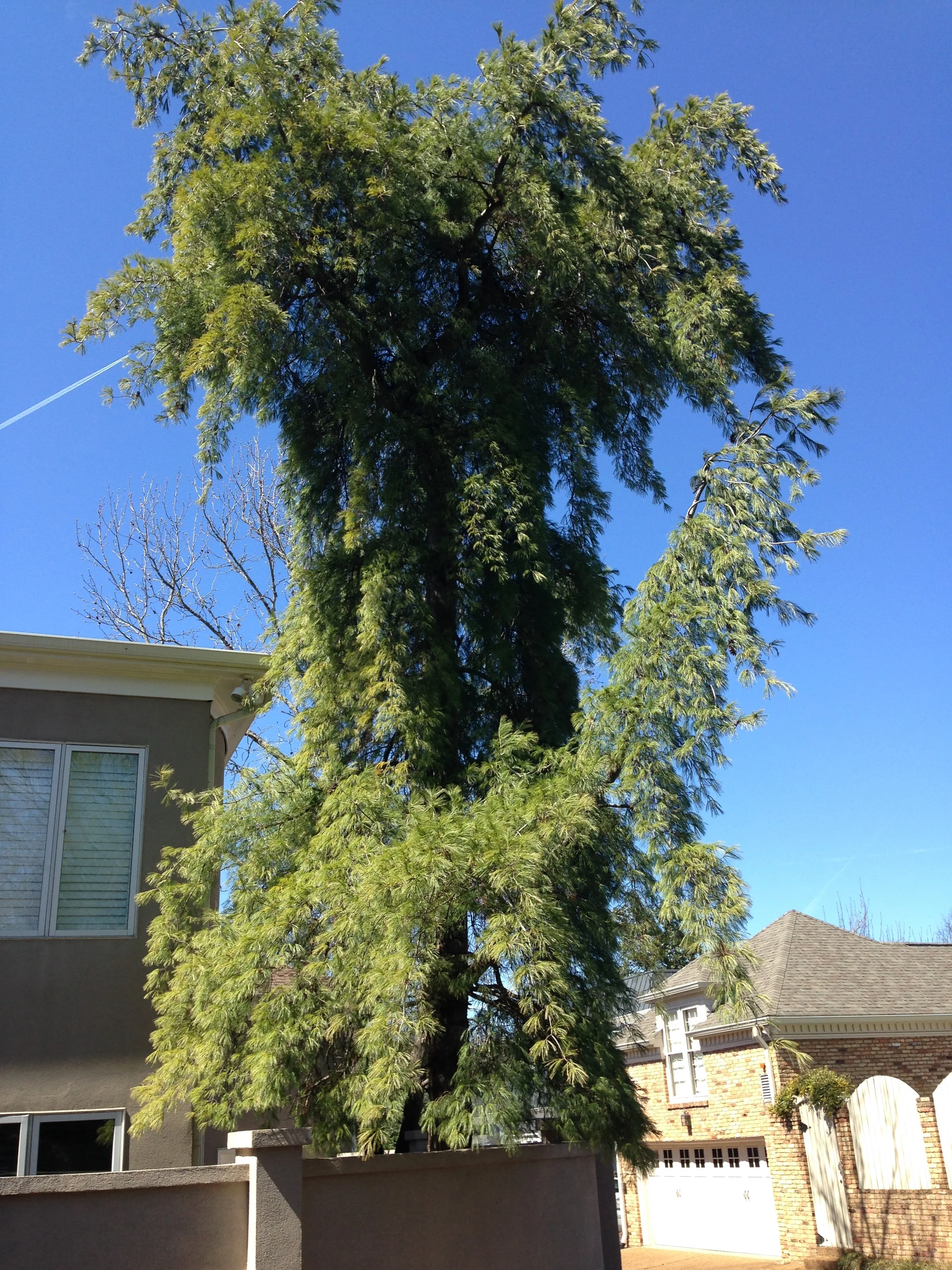 Weeping White Pine