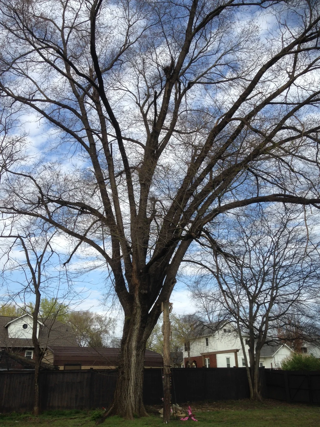 Willow Oak