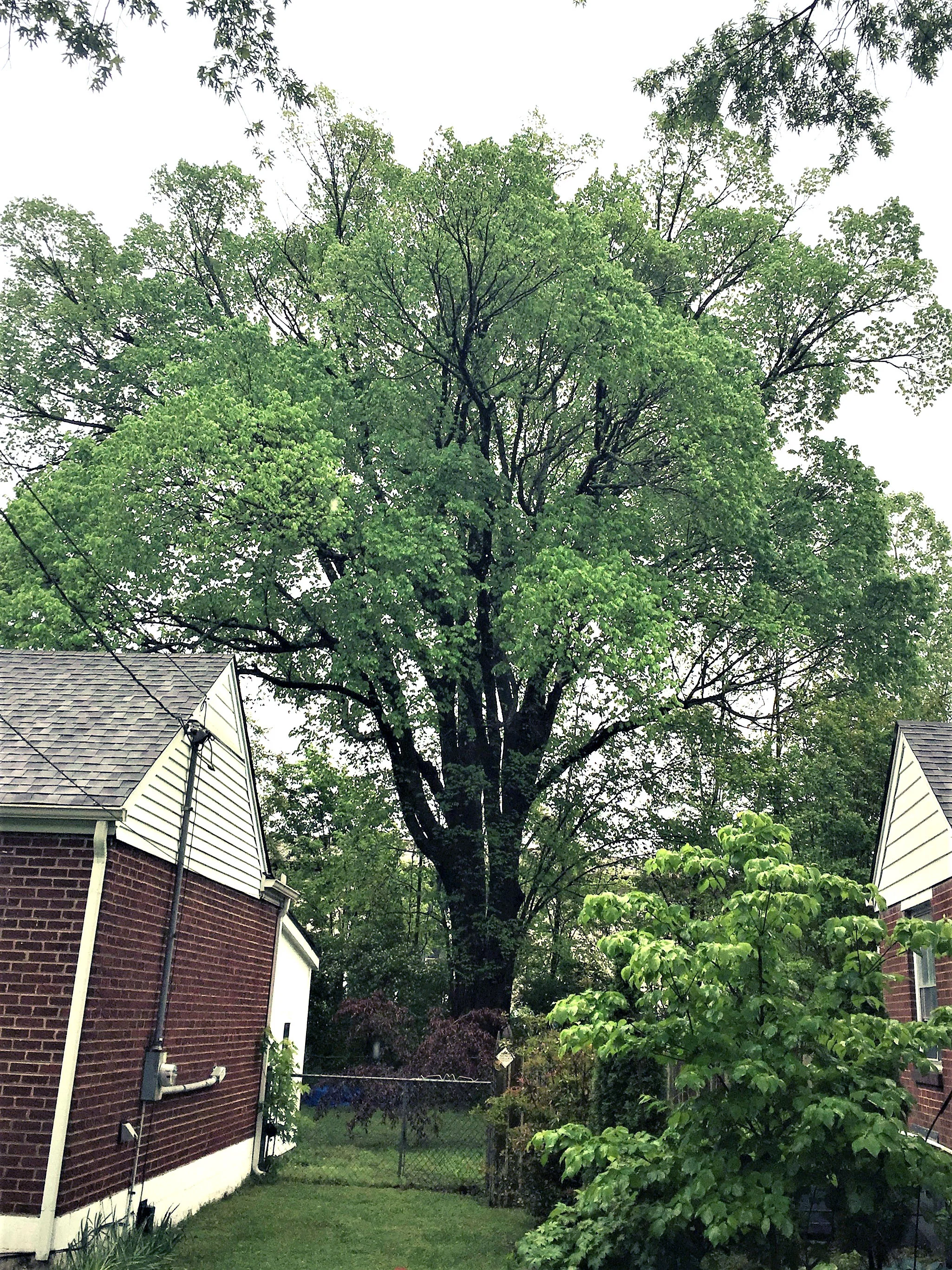 American Elm