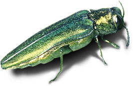 emerald ash borer in nashville nashville tree foundation emerald ash borer