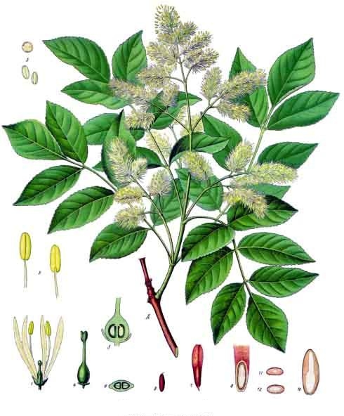 Ash botanical drawing.jpg