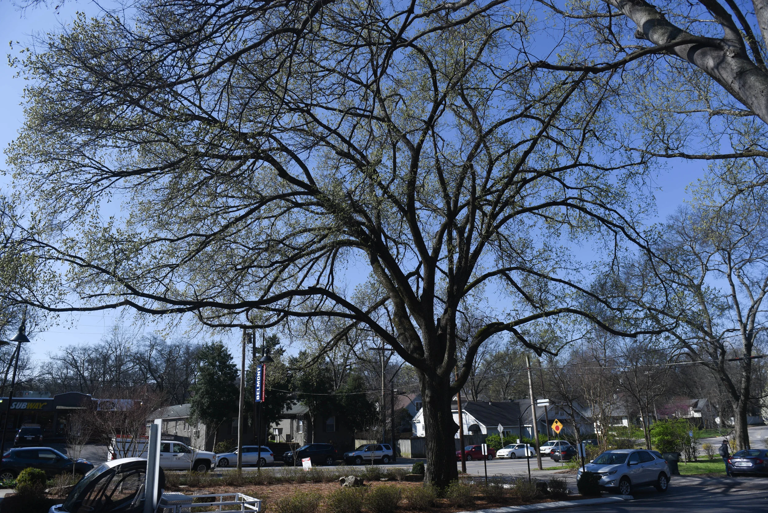 American Elm