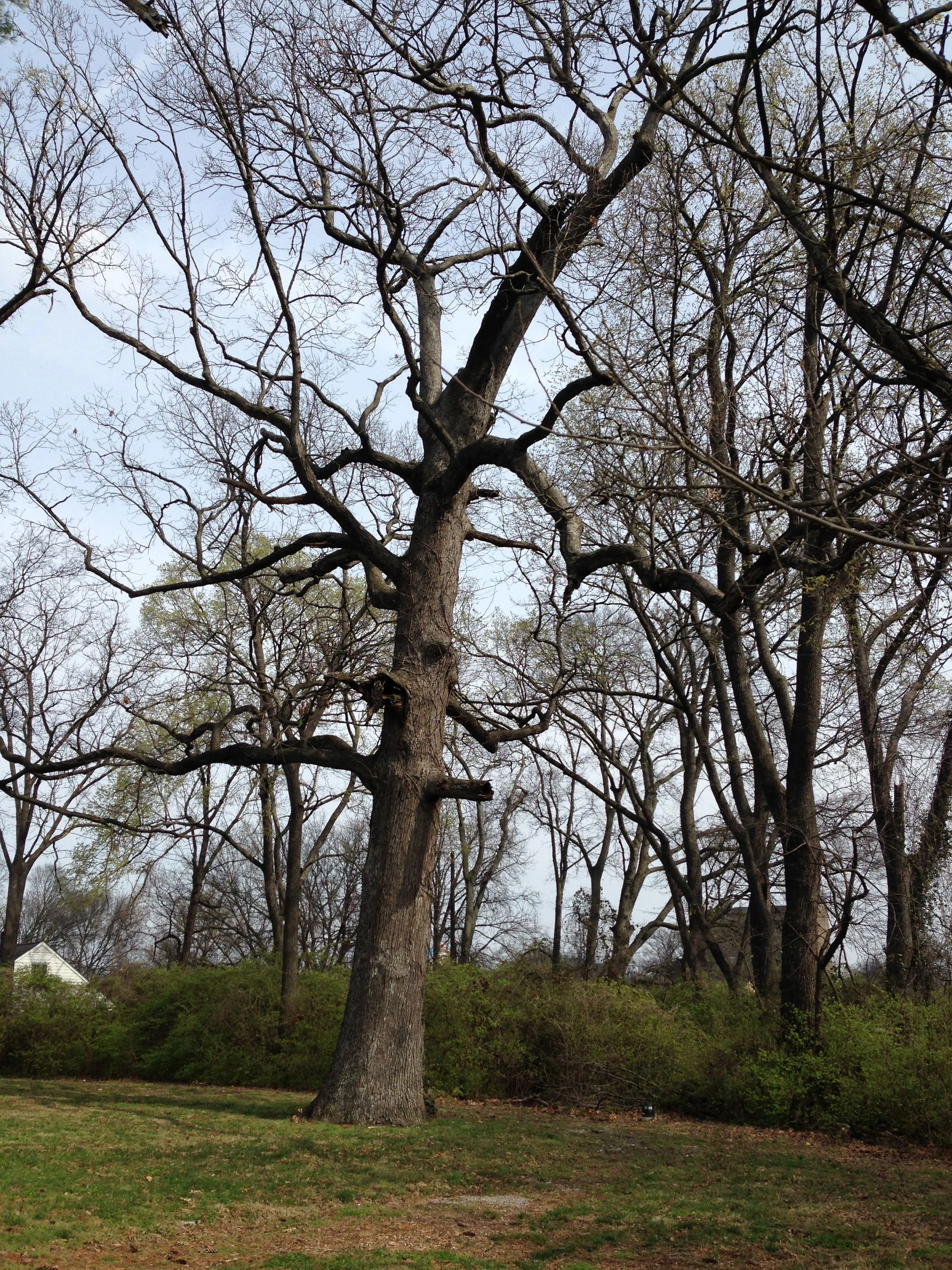 Tulip Poplar