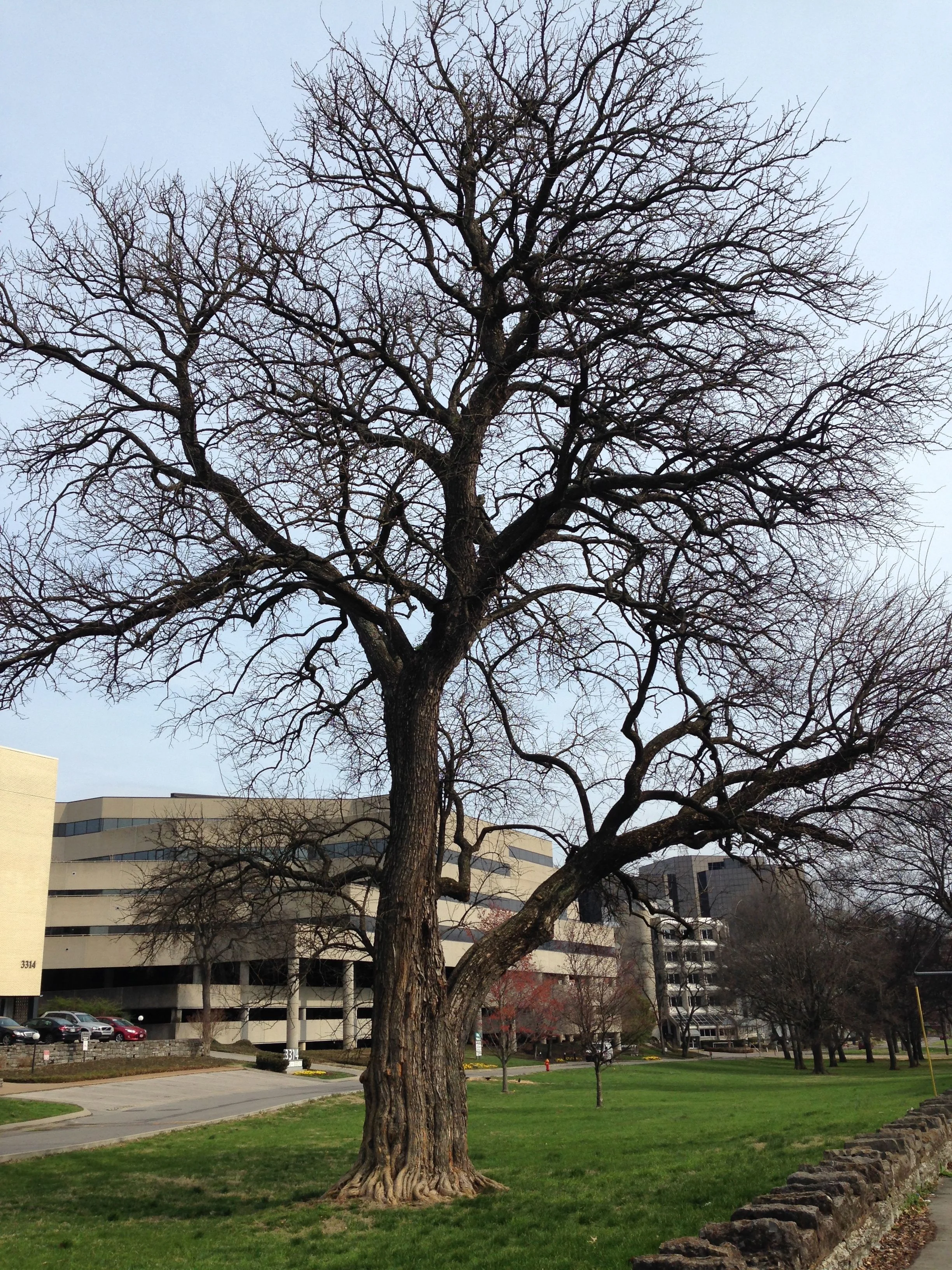Osage Orange
