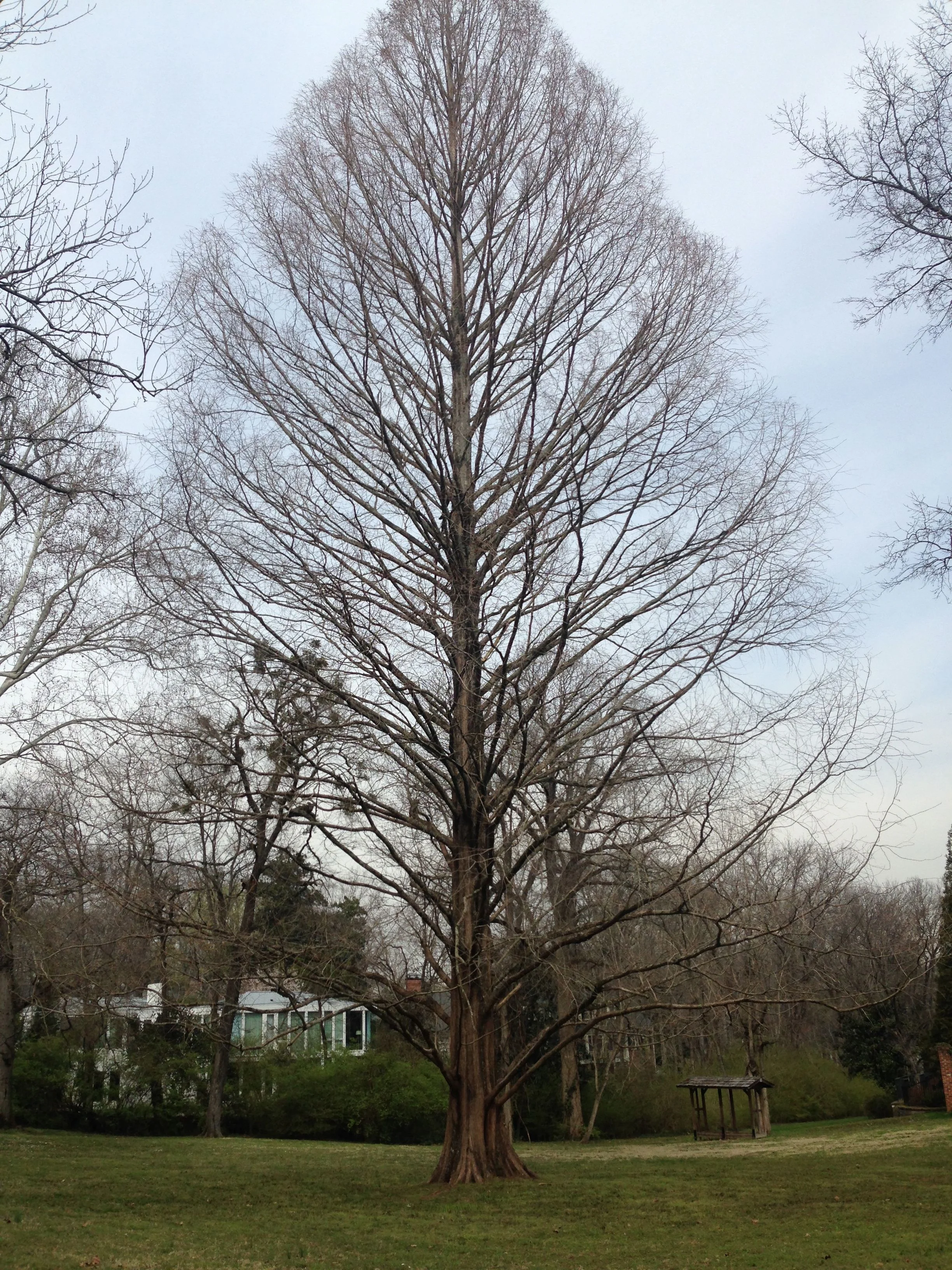 Dawn Redwood