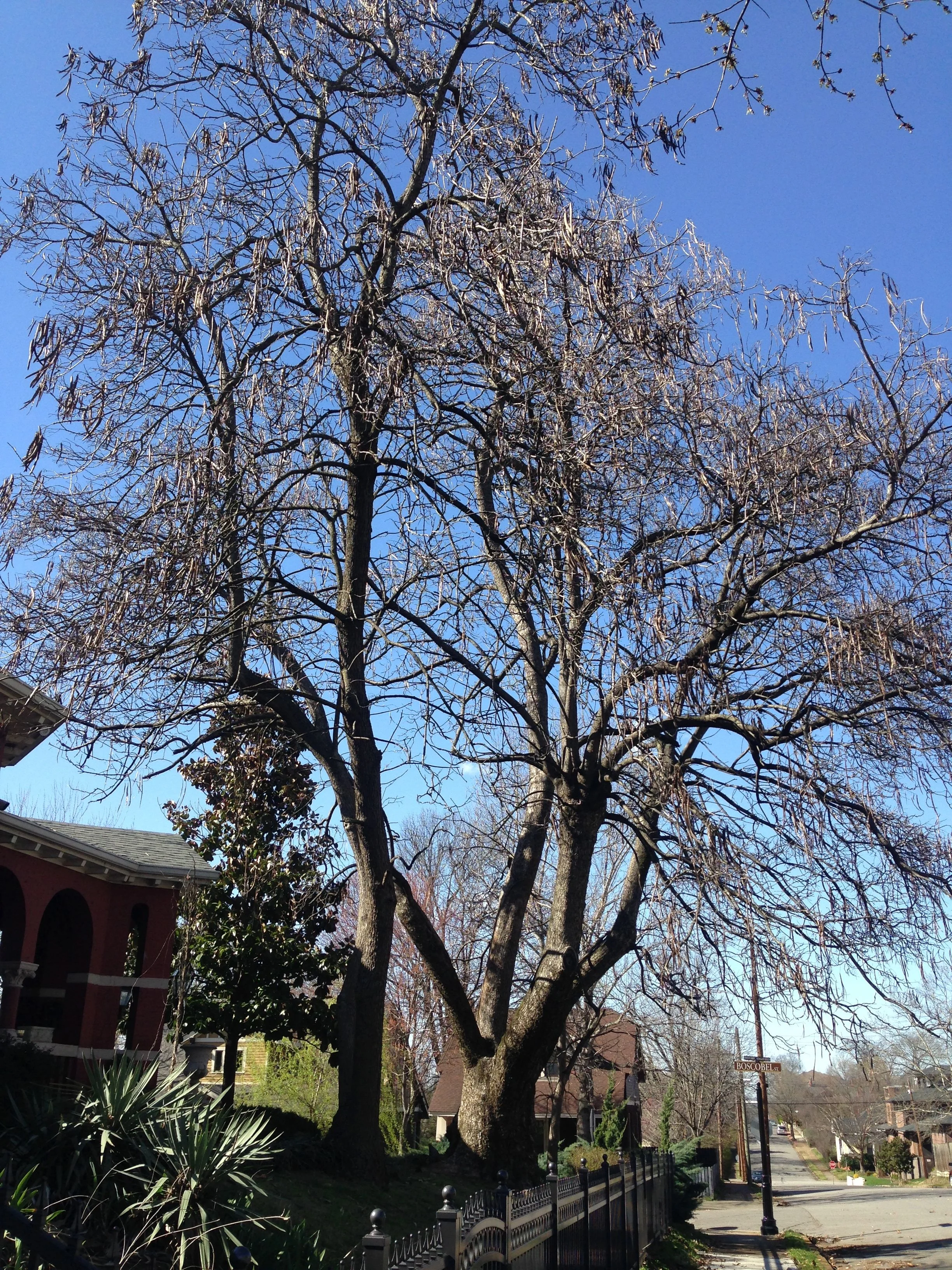 Catalpa