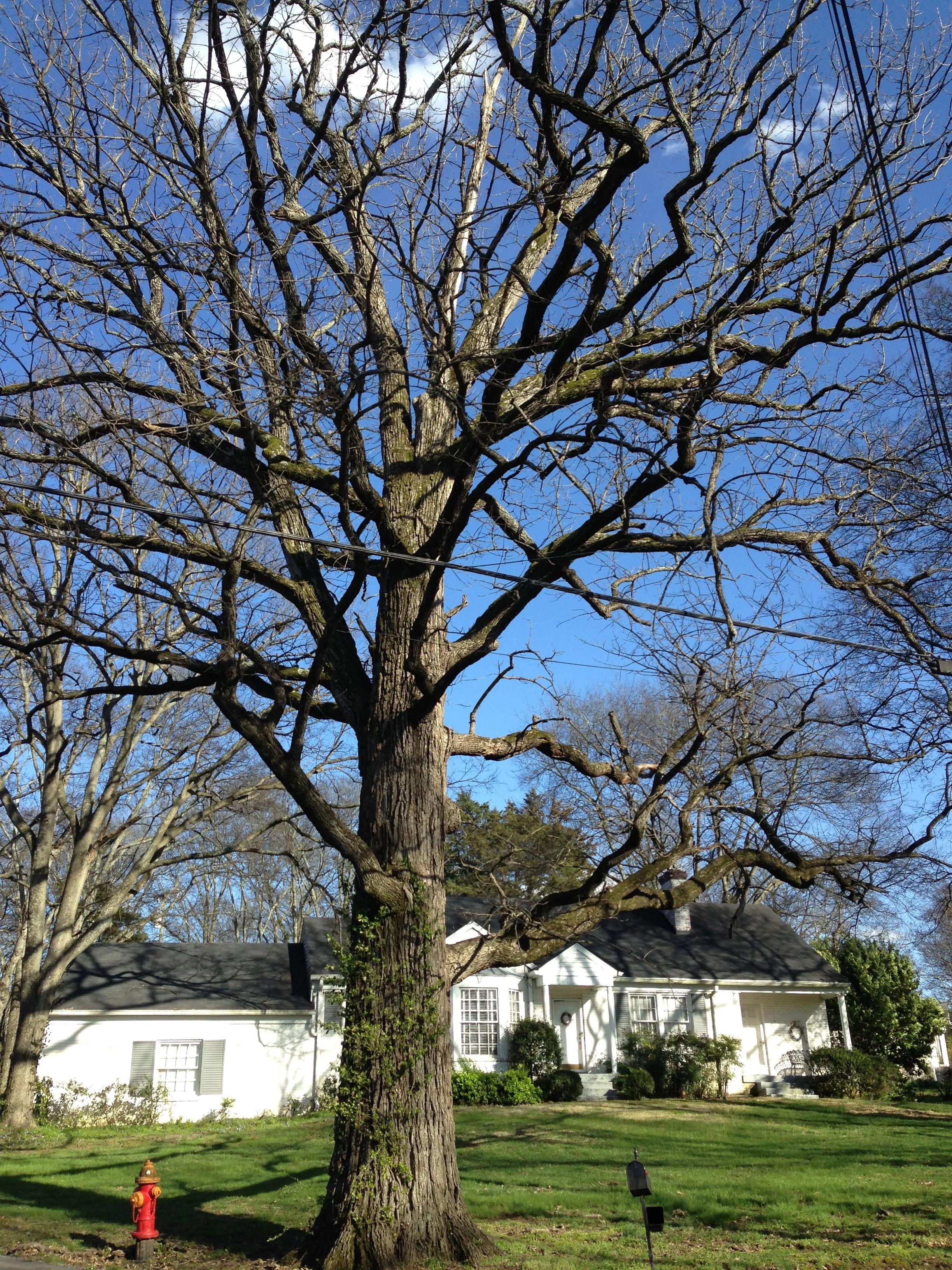 Bur Oak