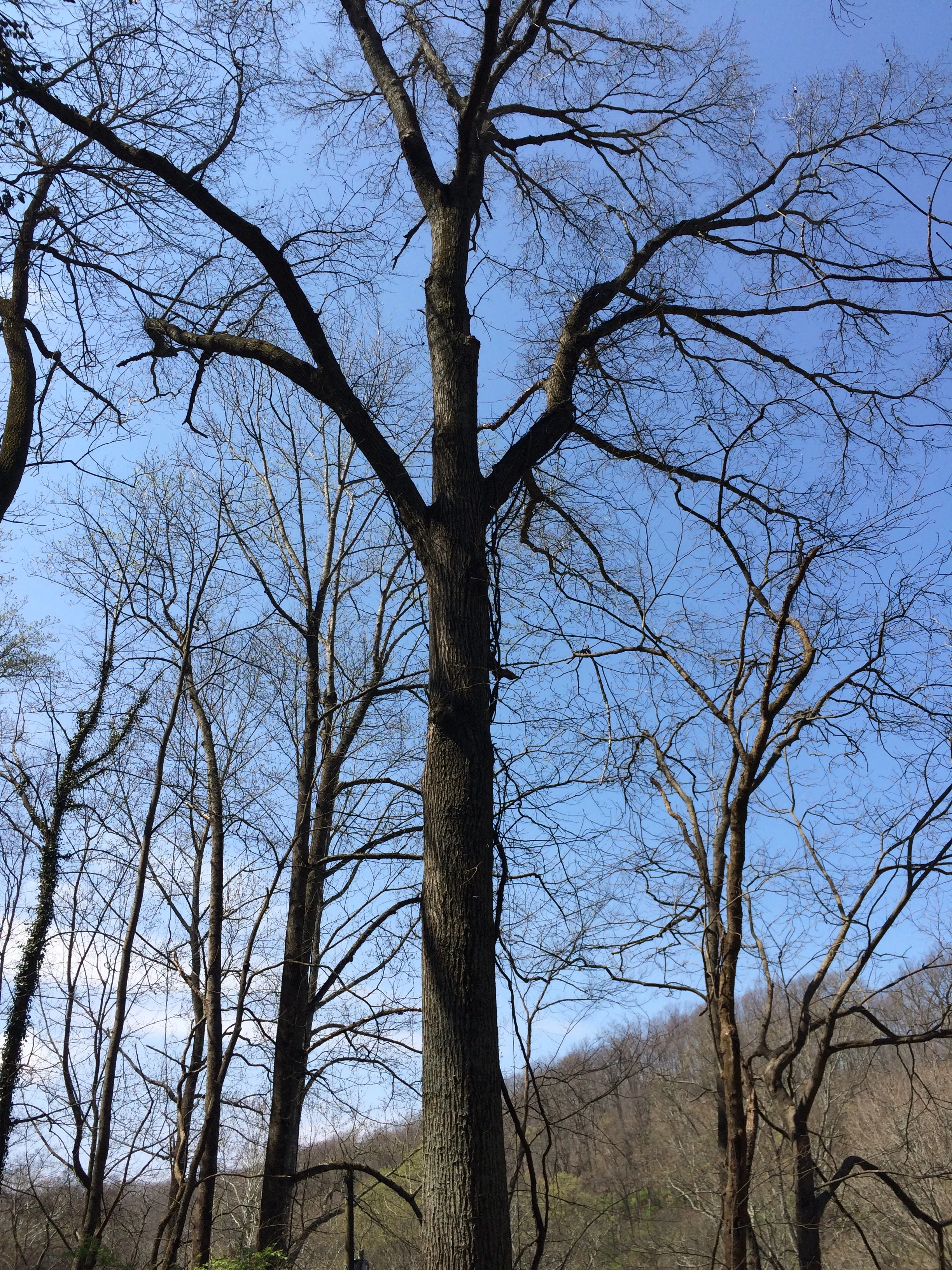 Cottonwood