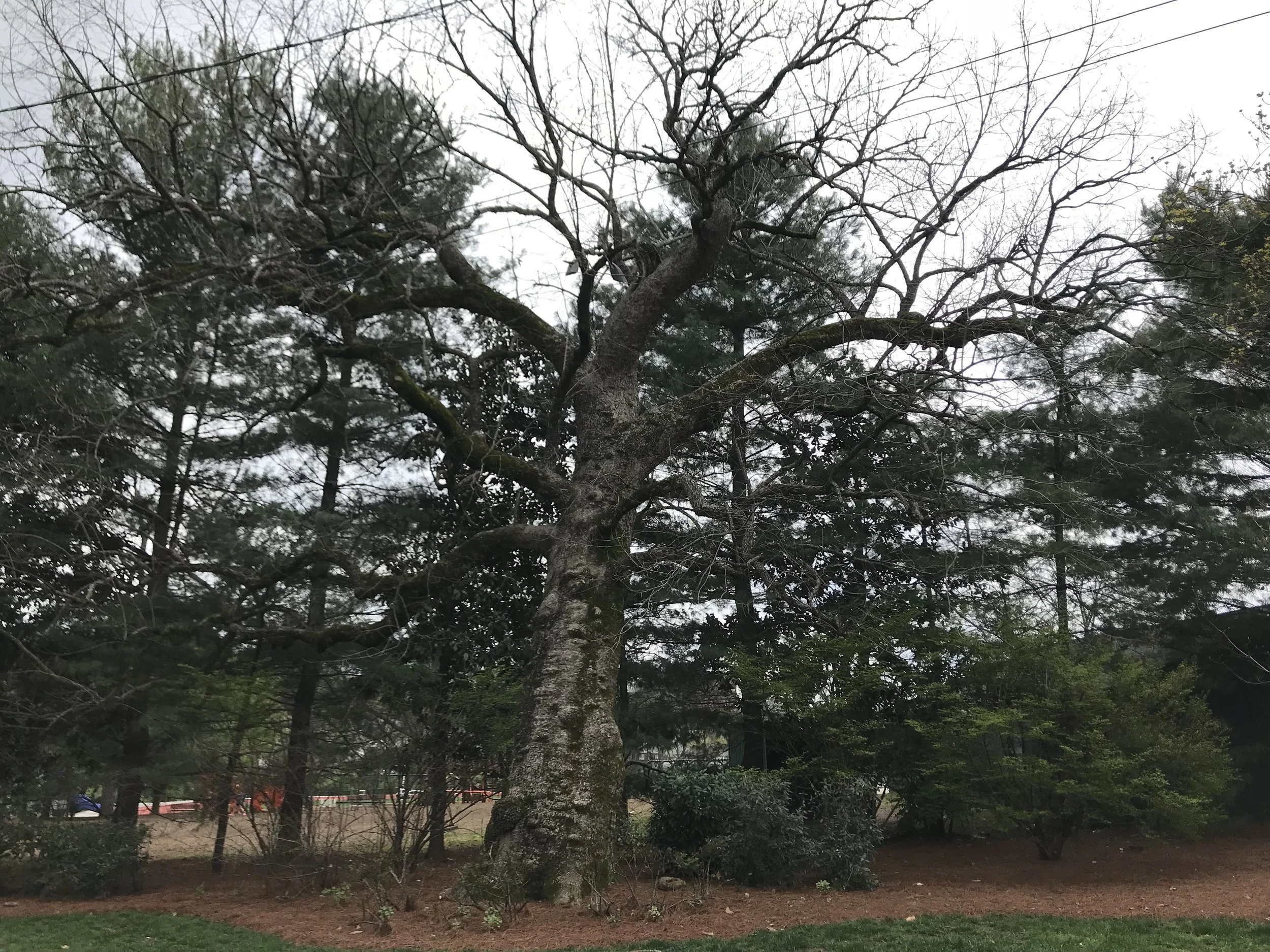 Chinkapin Oak
