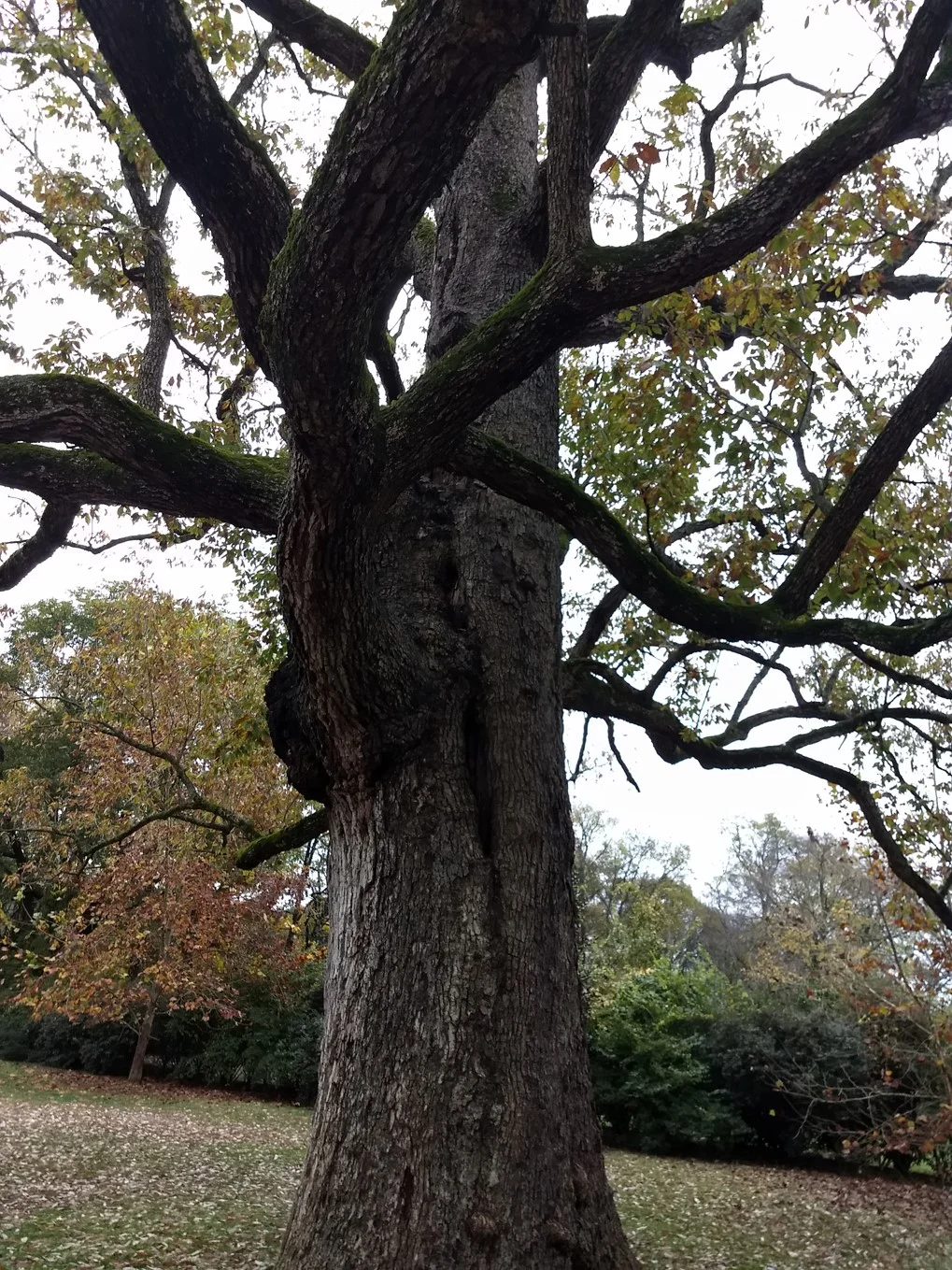 CHINKAPIN OAK Quercus muehlenbergii Circ. 210” Ht. 57’ CS 99’ 4815 Franklin Pike Owned by: First Presbyterian Church Nominated by: Larry Loiseau