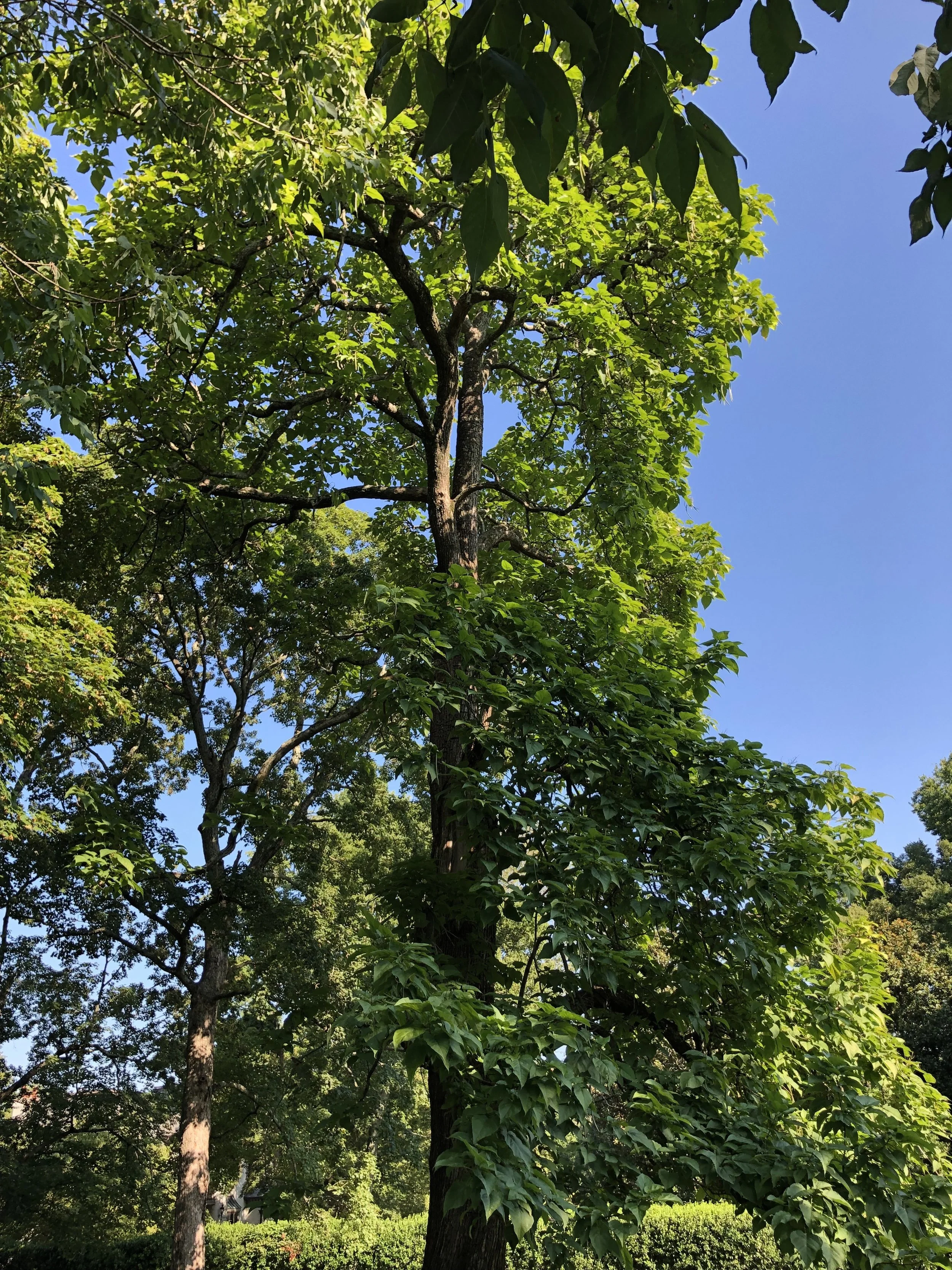 Catalpa