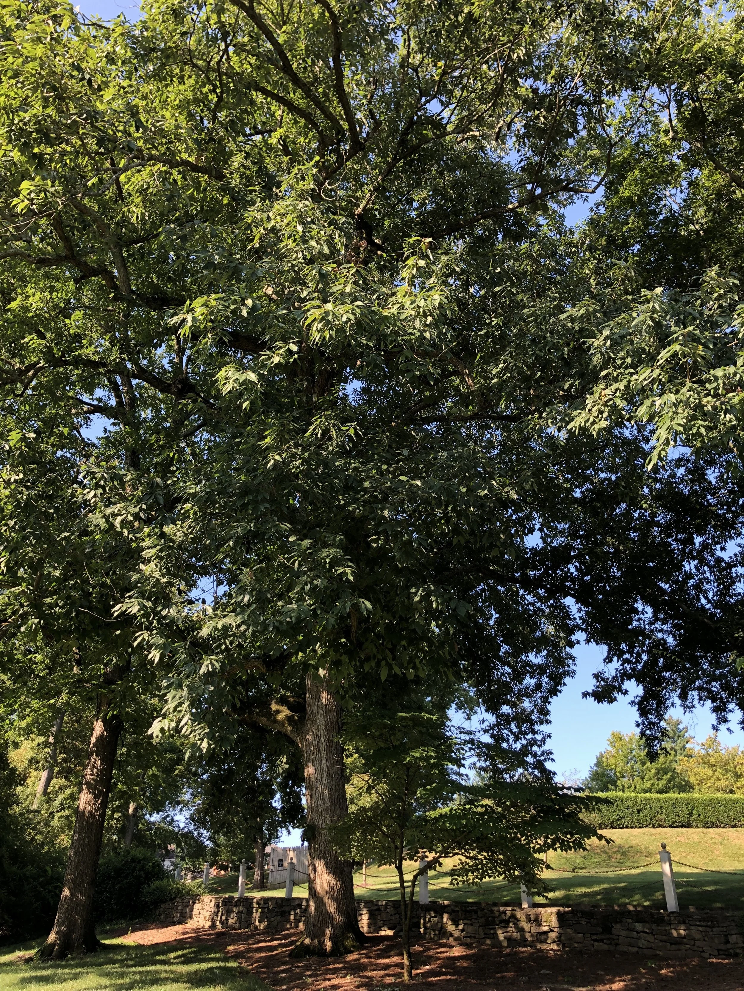 Chinkapin Oak