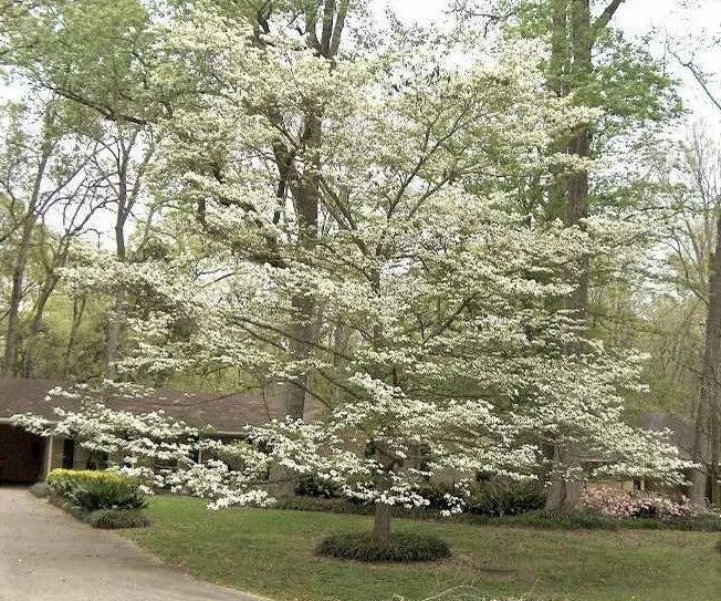 Dogwood - 1 gallon