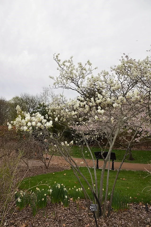 Serviceberry "Autumn Brilliance" - 1 gallon