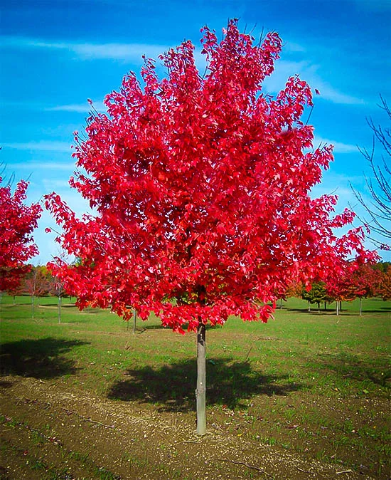 Red Maple - 1 gallon