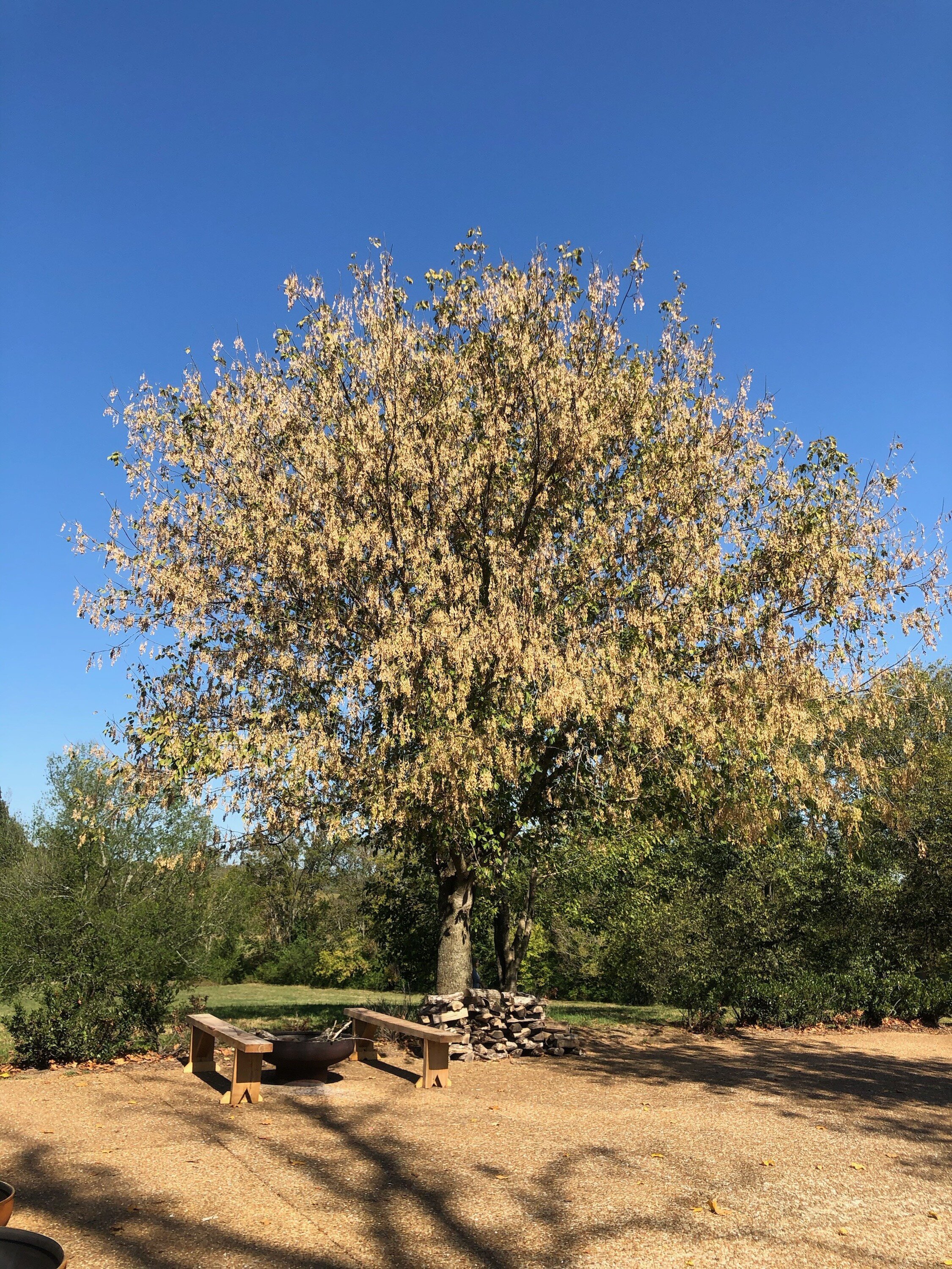 Boxelder (Acer negundo) — Nashville Tree Foundation