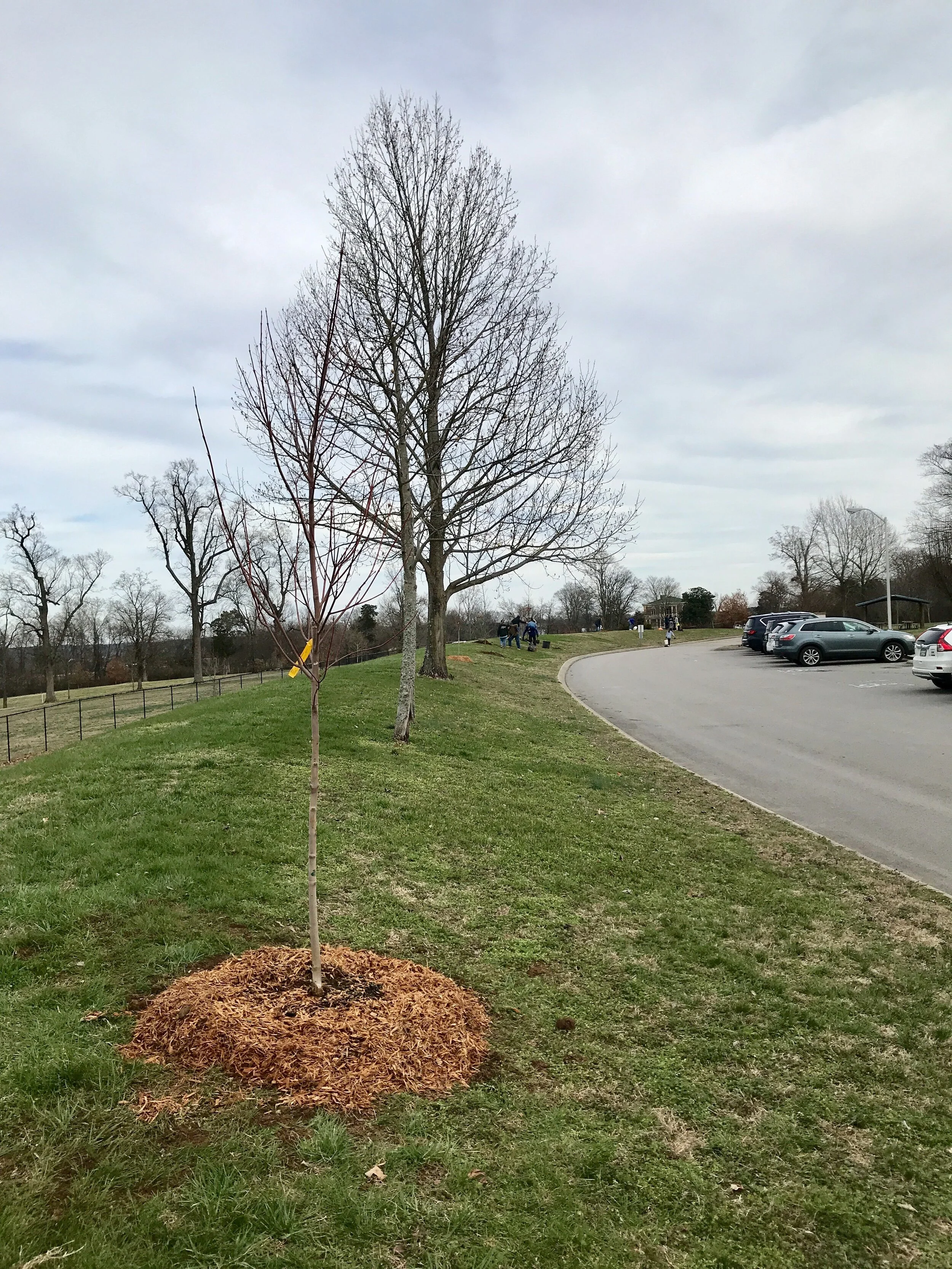 Nashville Tree Foundation