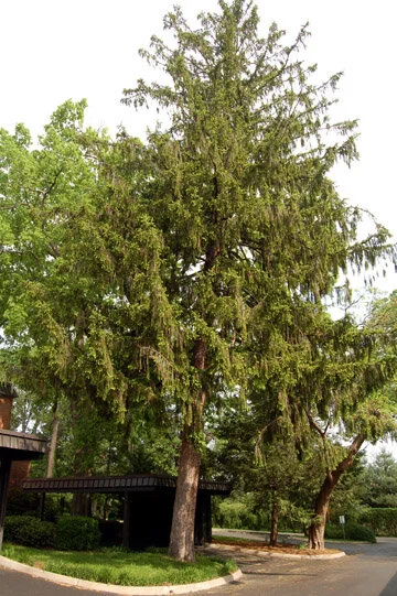 norway spruce.jpg