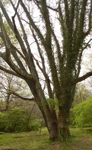 yellowwood.jpg