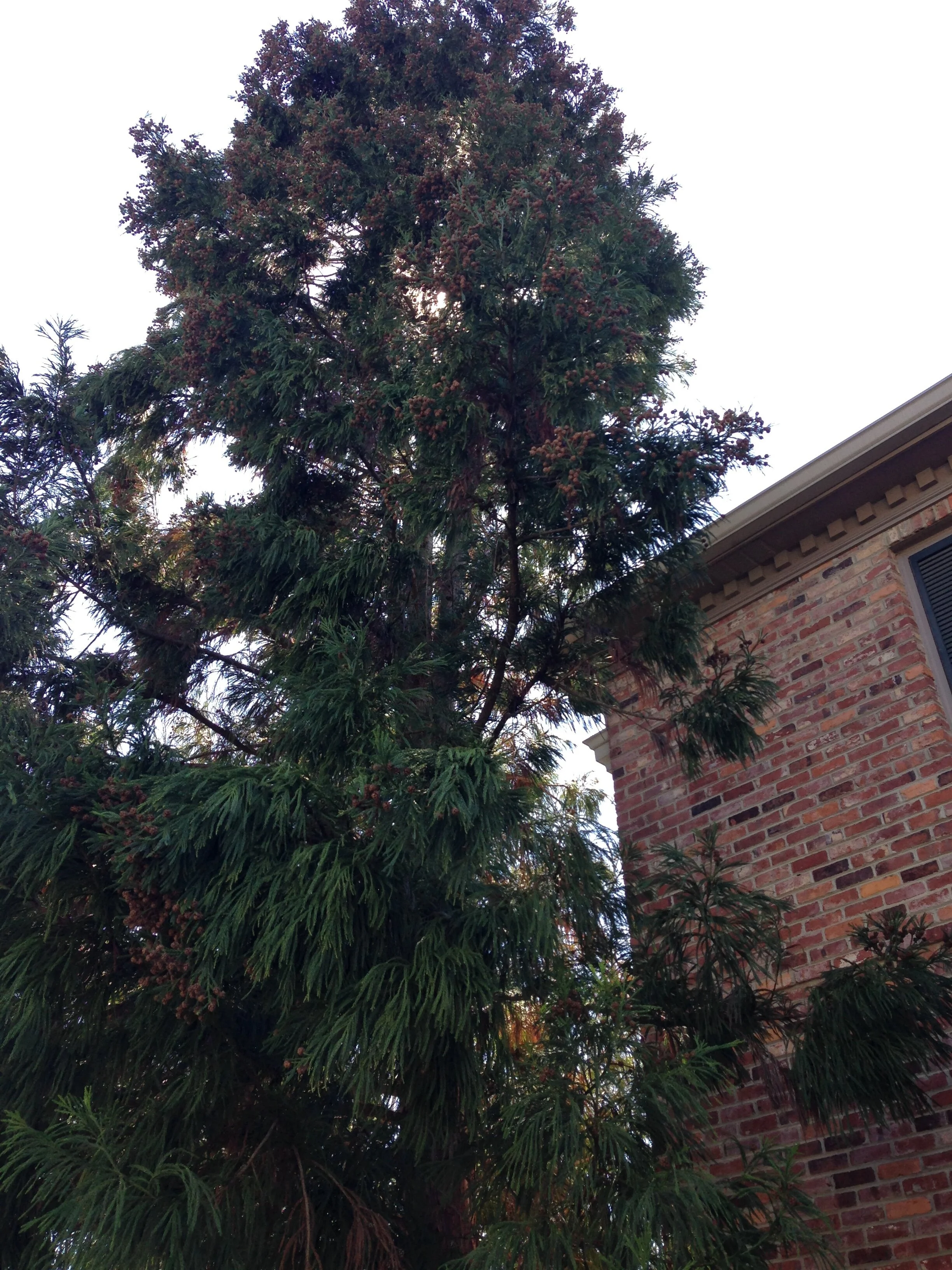 #142 Cryptomeria.jpg