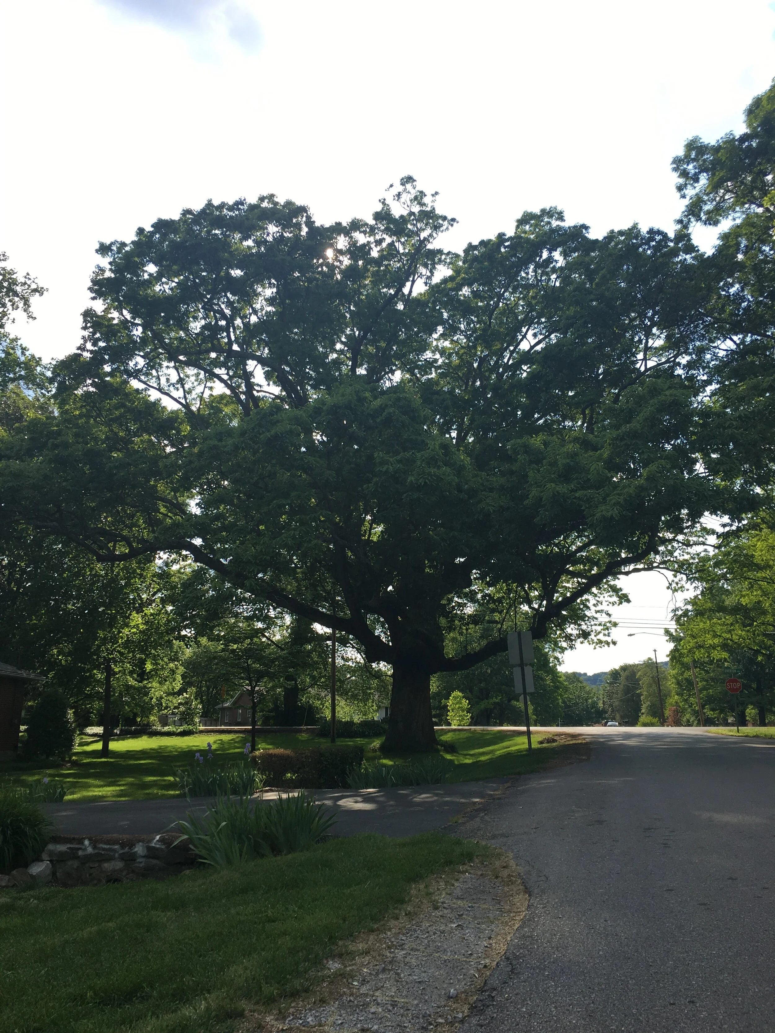 #71 chinquapin oak.jpg
