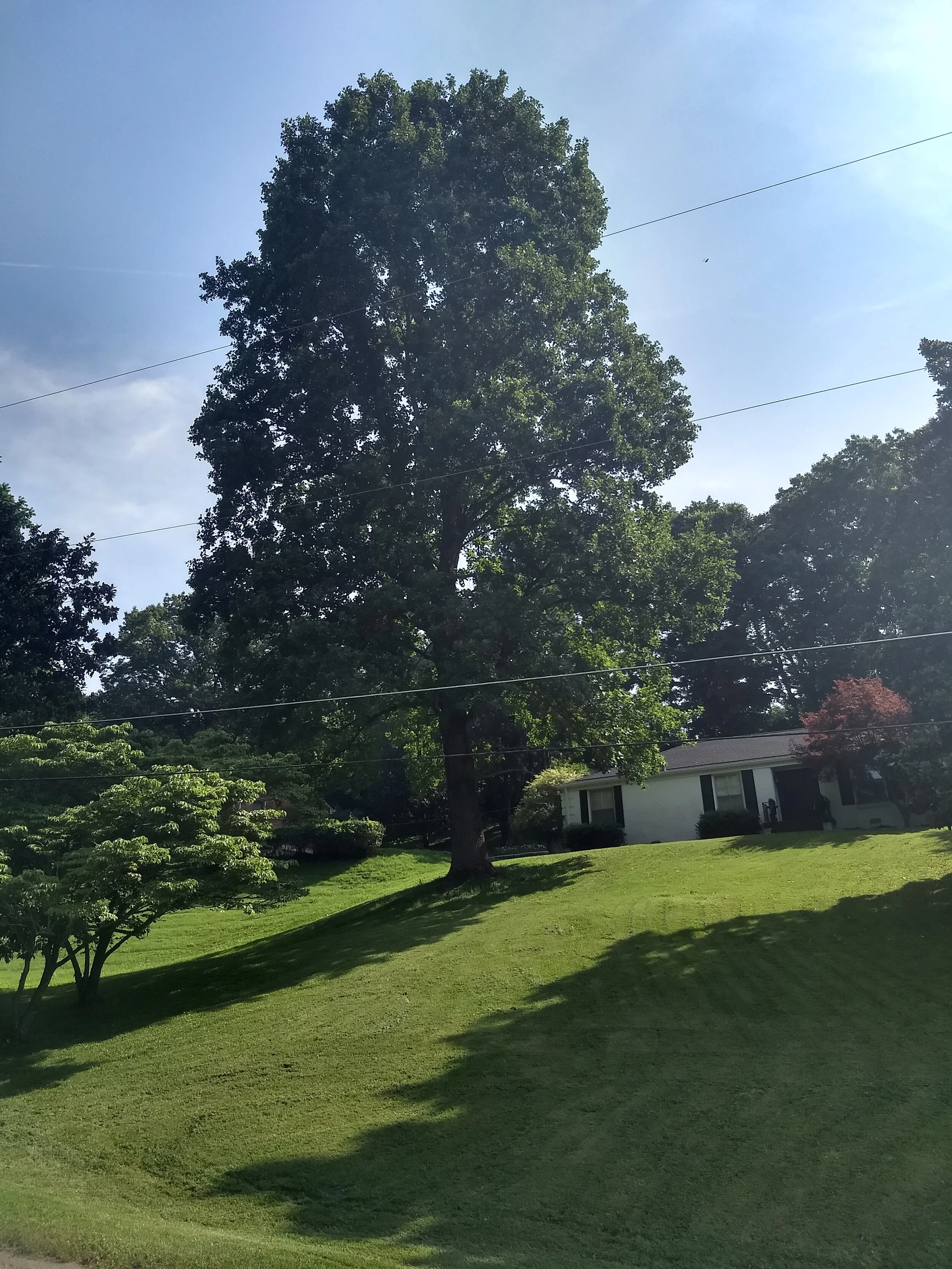 Tulip Poplar 273.jpg