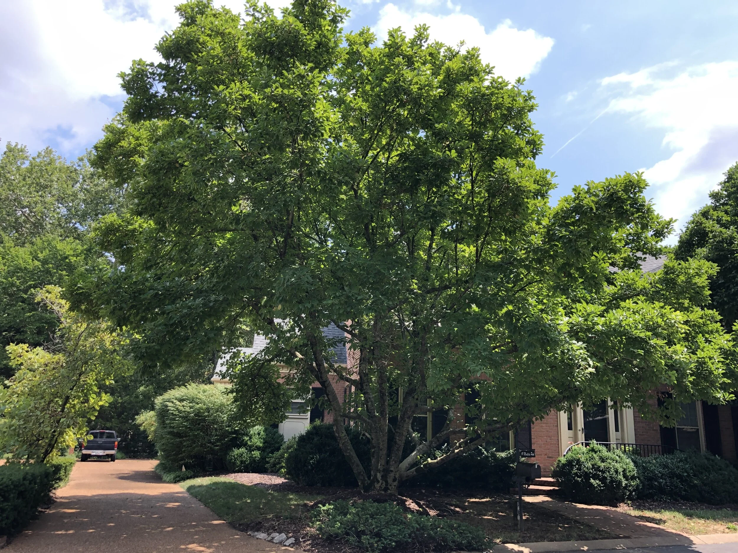 Saucer Magnolia 312.jpg