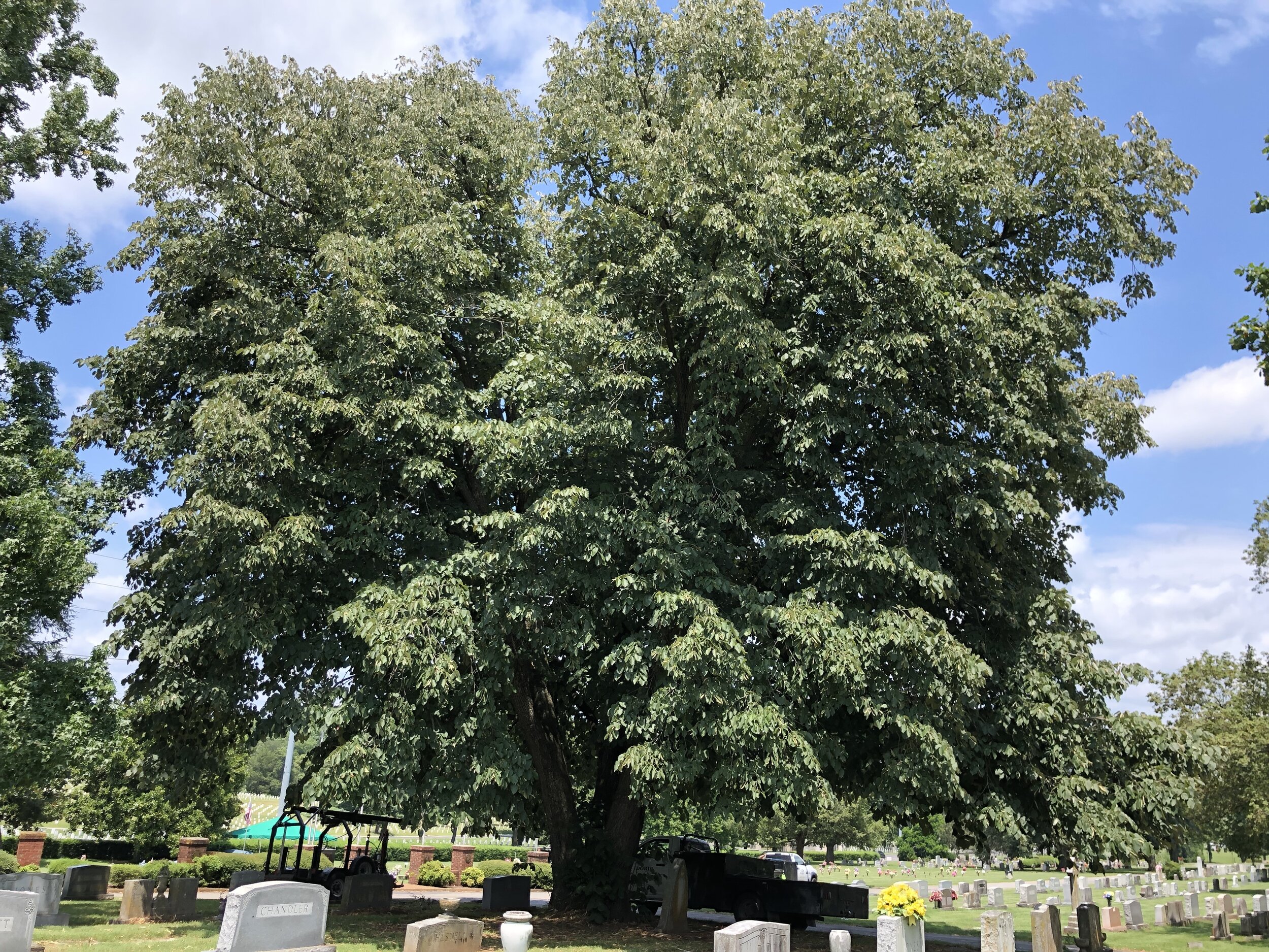 basswood sphill cemetery 314.jpg