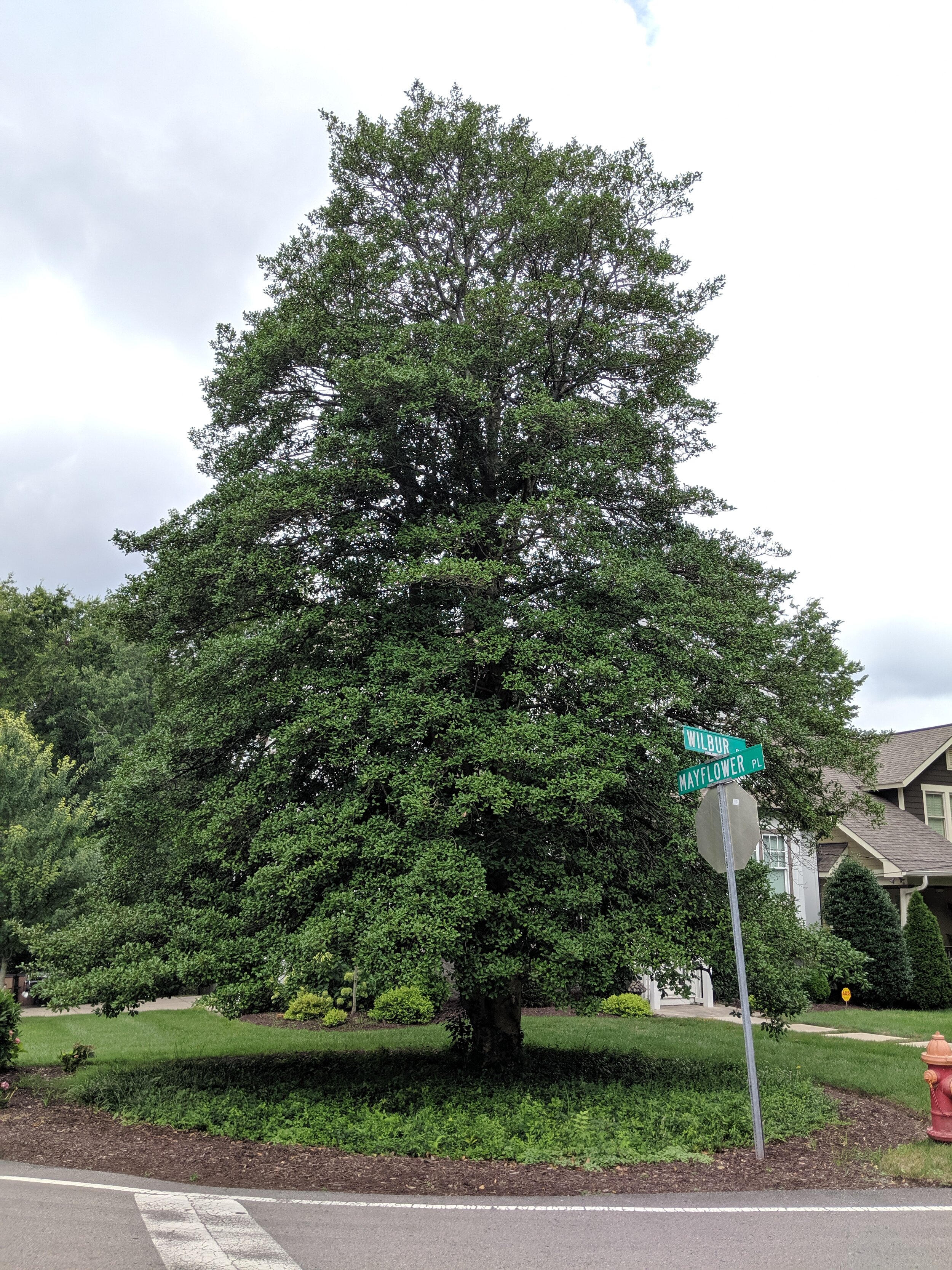 American Holly 291.jpg