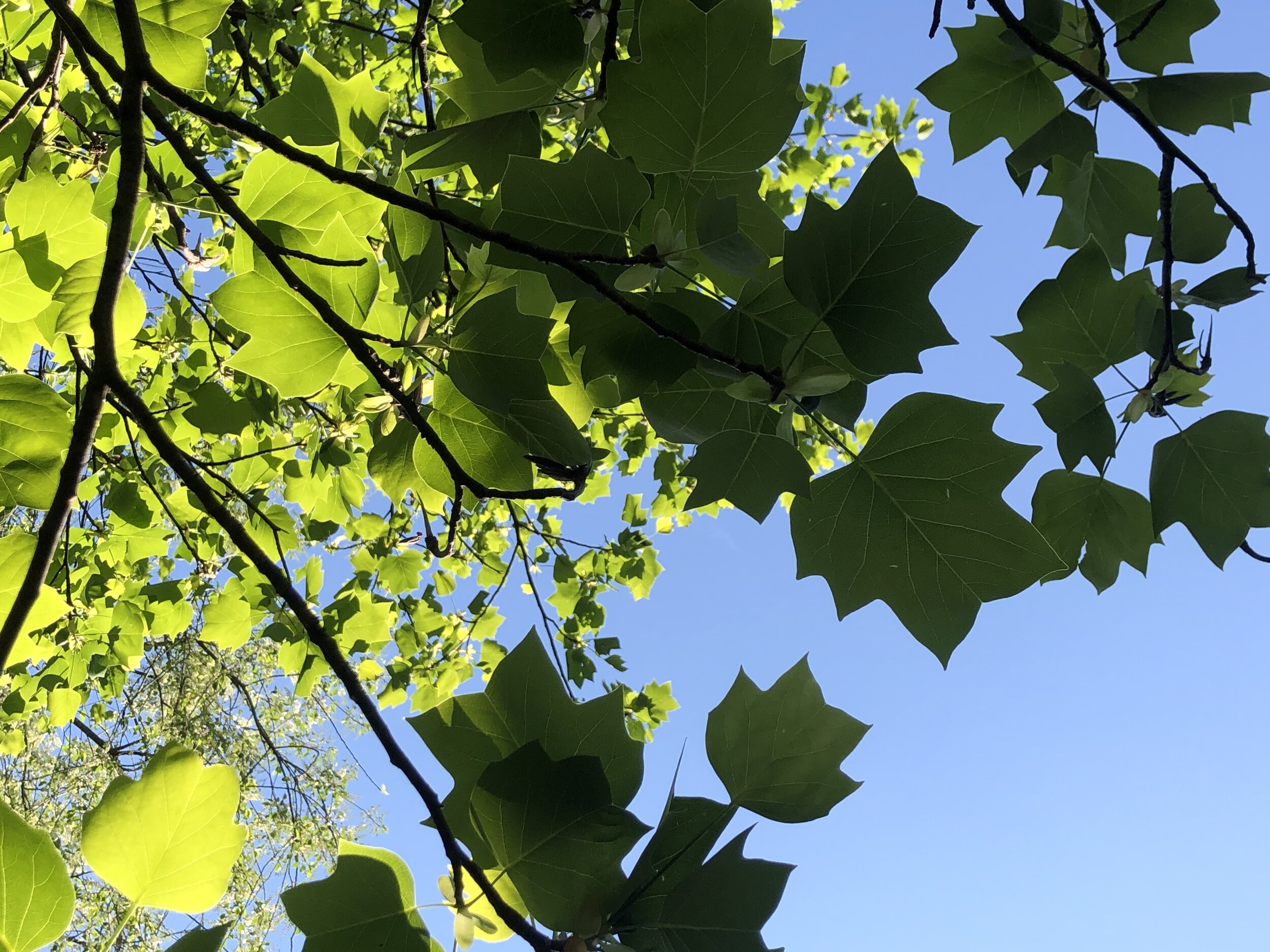   We Plant and Preserve    Nashville’s Trees  