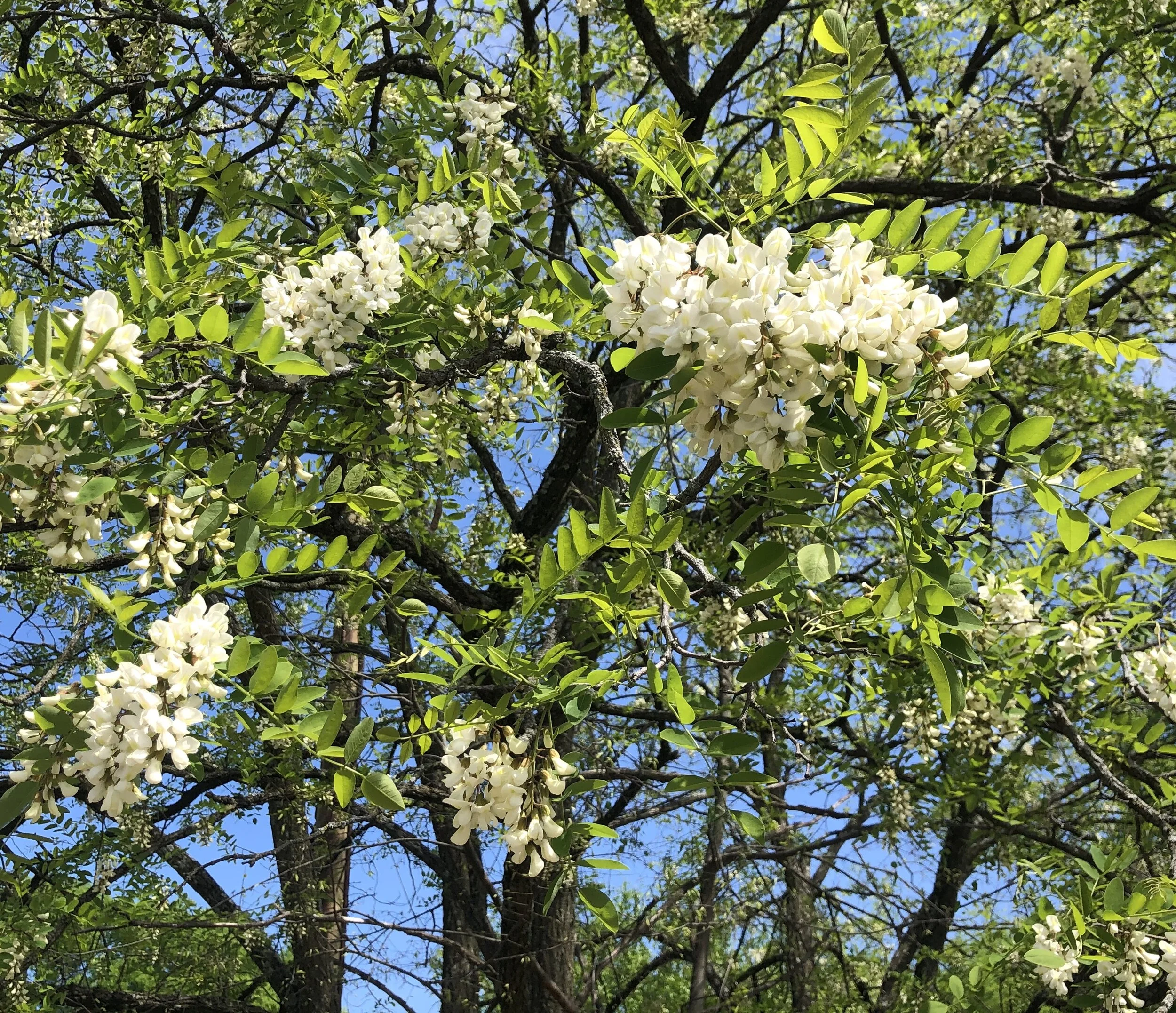black locust 2.jpg