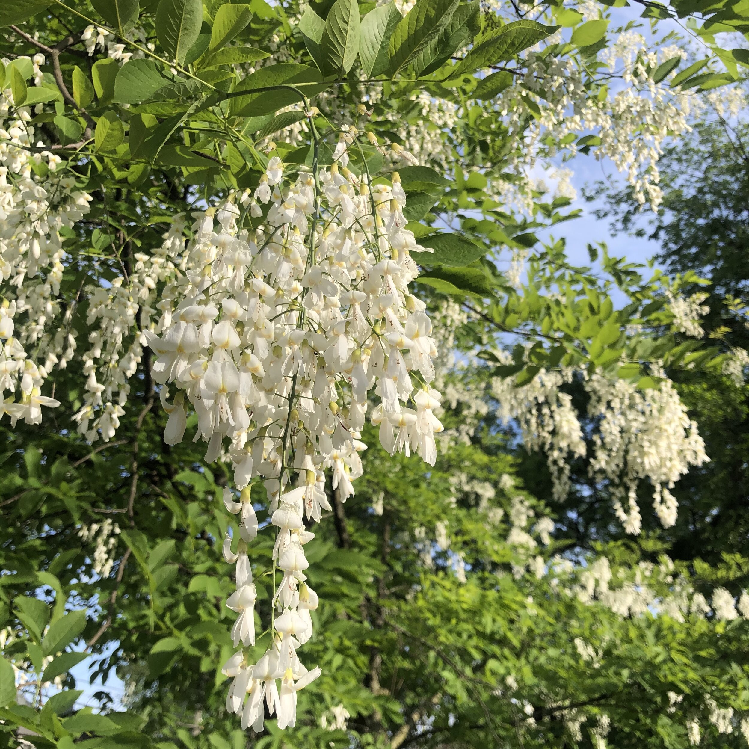 yellowwood in flower Belmont Ave at Cedar 5.1.2020.jpg