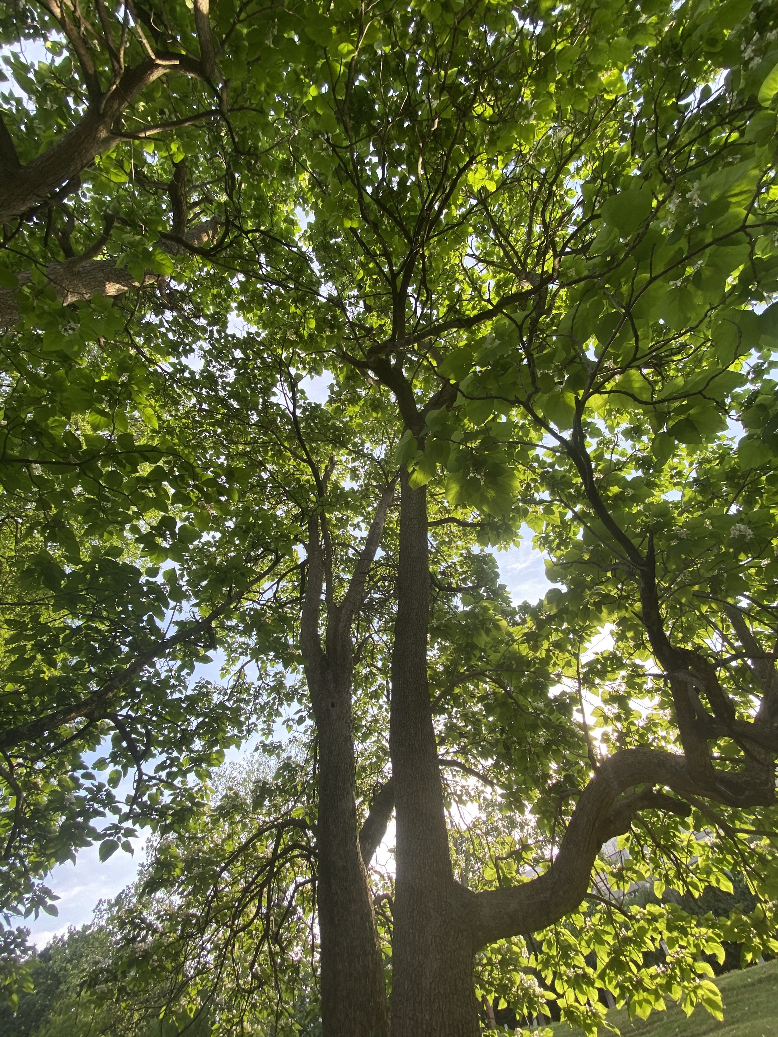 Catalpa canopy 5.17.20.jpg