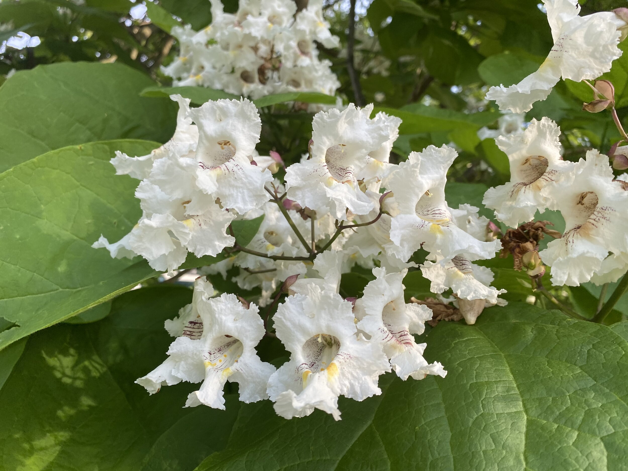 Catalpa flowers 5.17.20.jpg