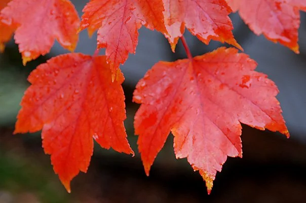 October Glory red maple leaf.jpg