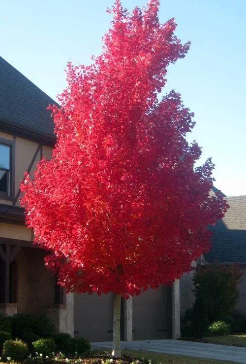 October Glory red maple.jpg