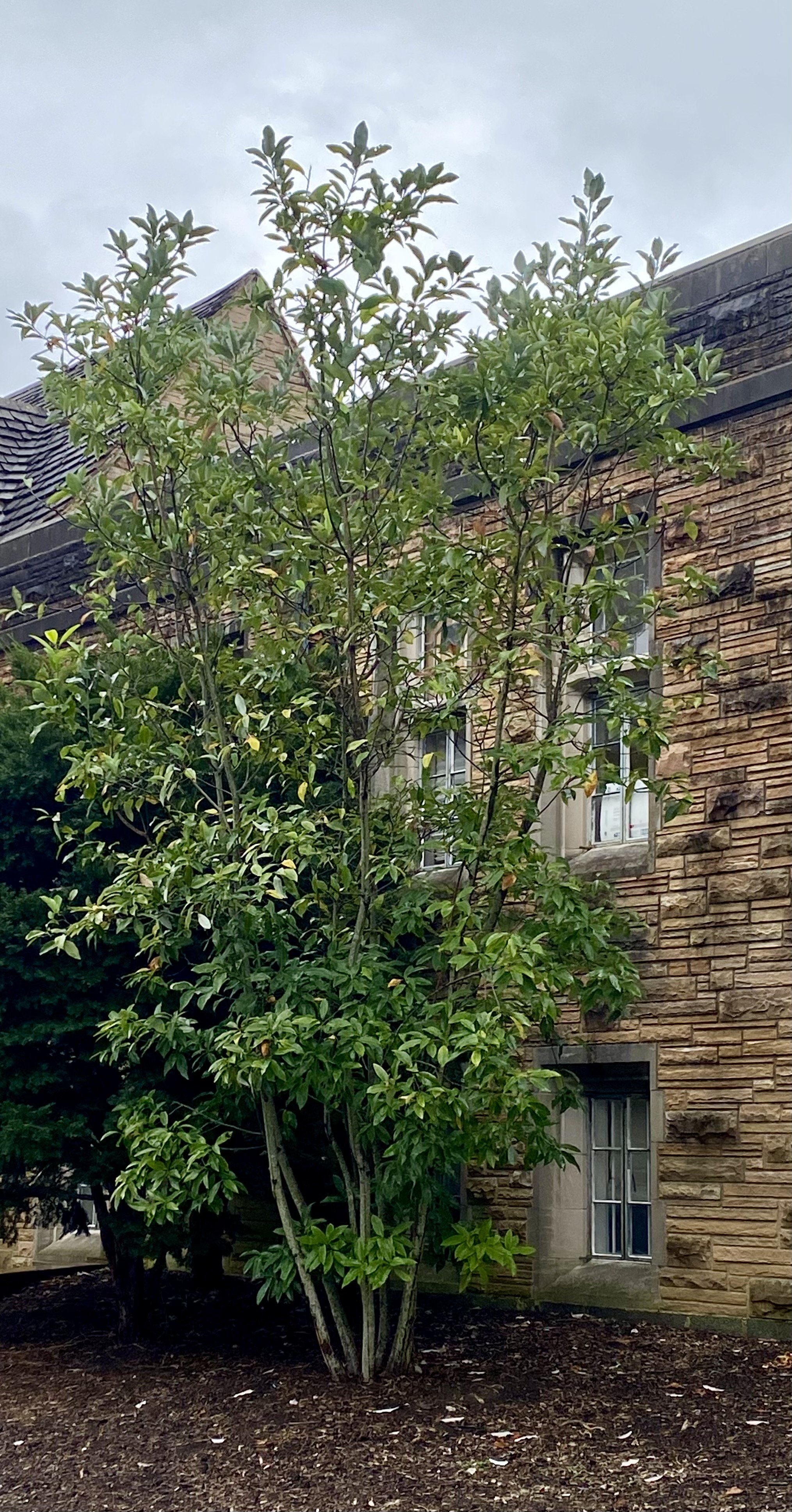 Sweetbay magnolia tree.jpg
