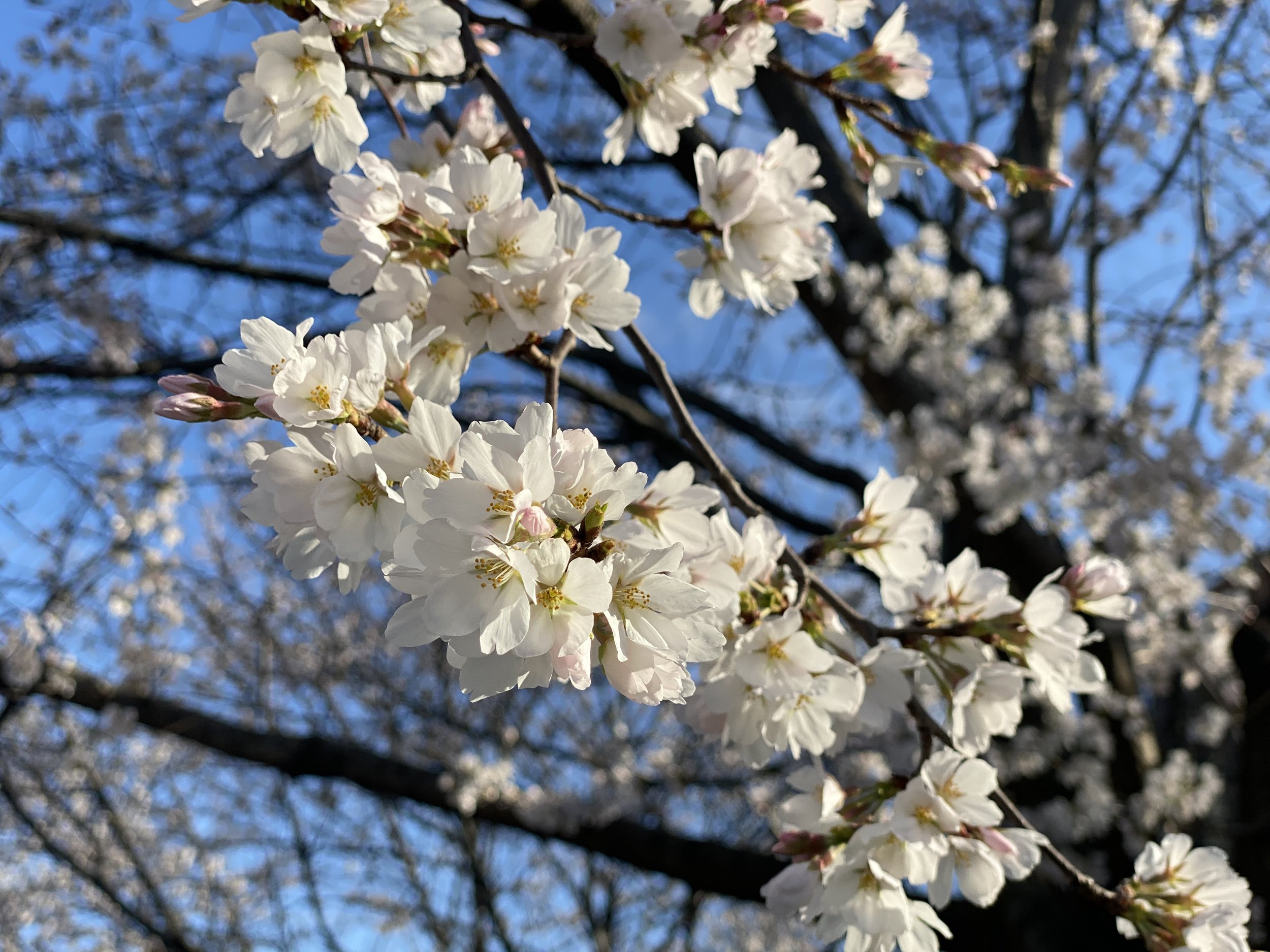 Yoshino Cherry flowers.jpg