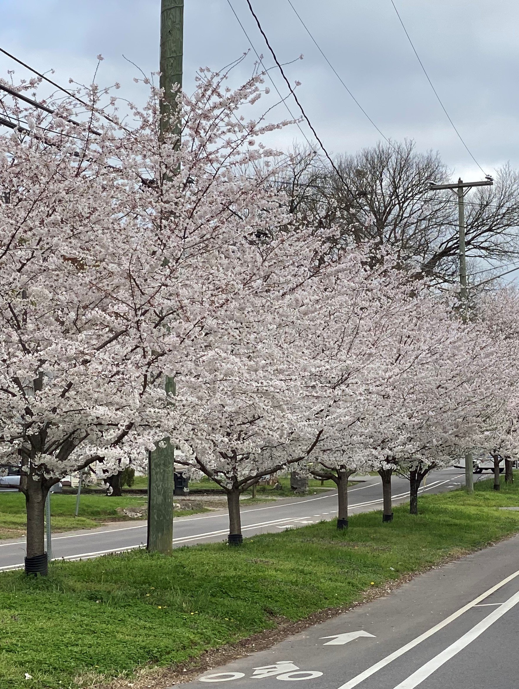 Yoshino Cherry.jpg