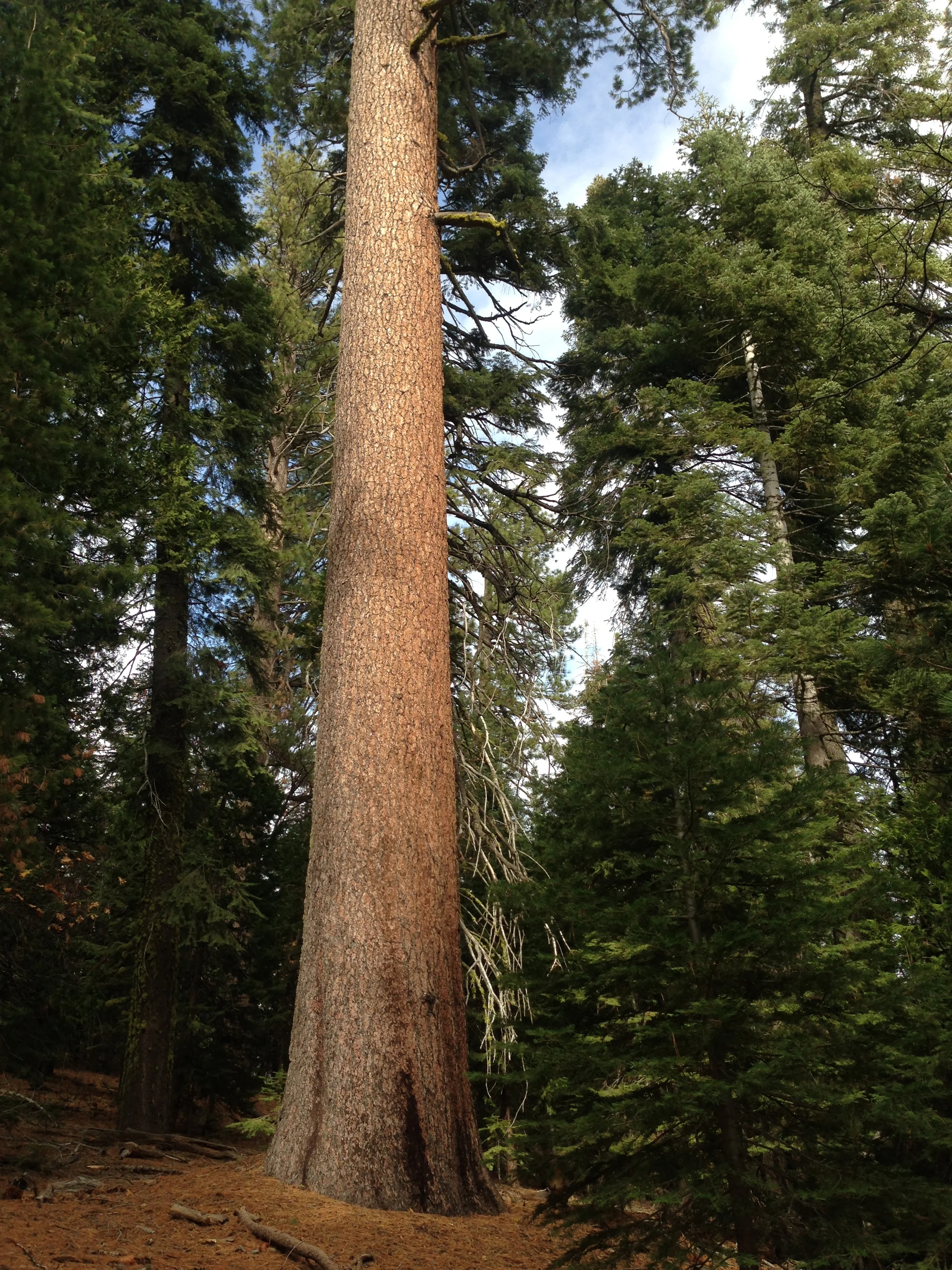 Sugar Pine Grove