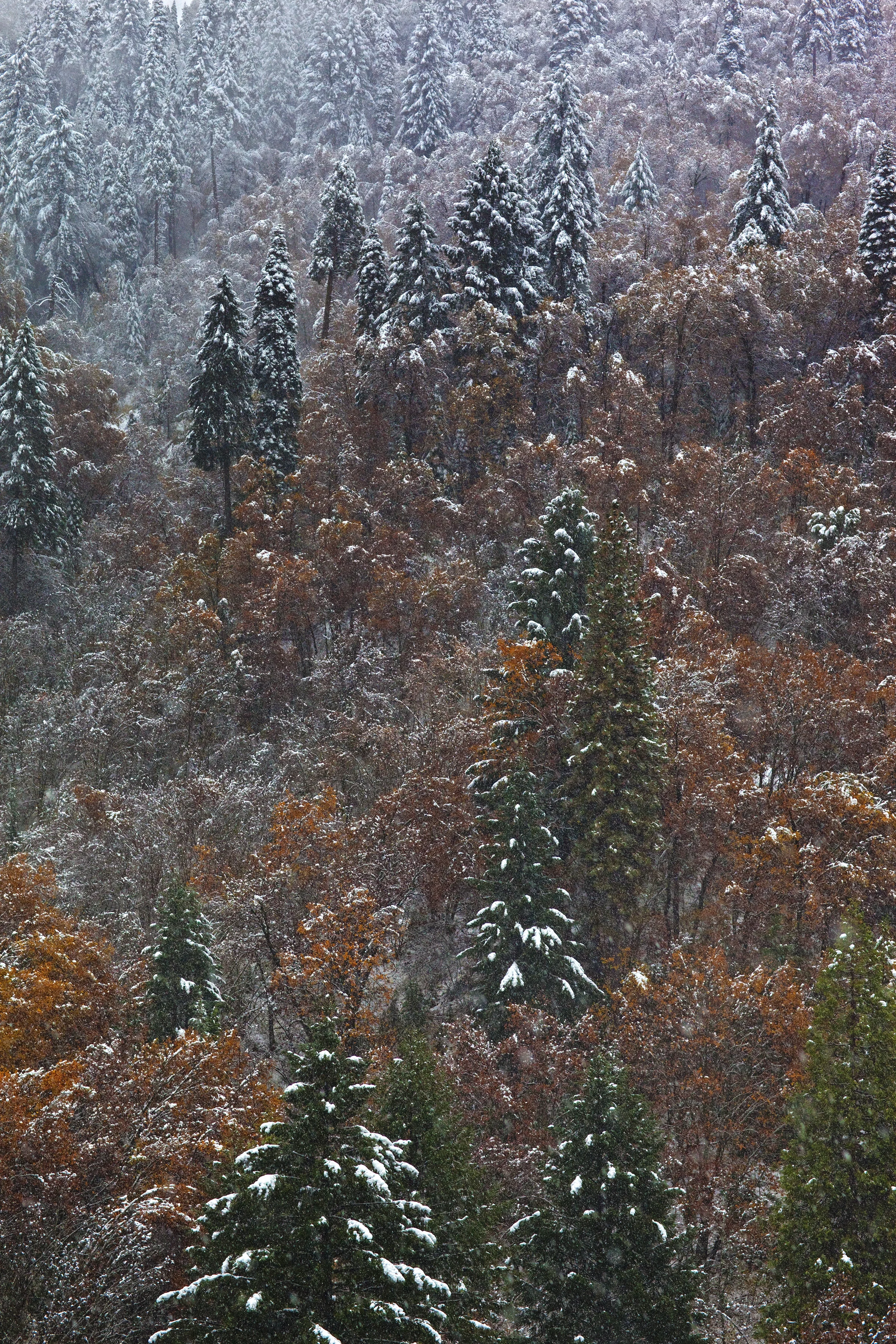 November in Alta