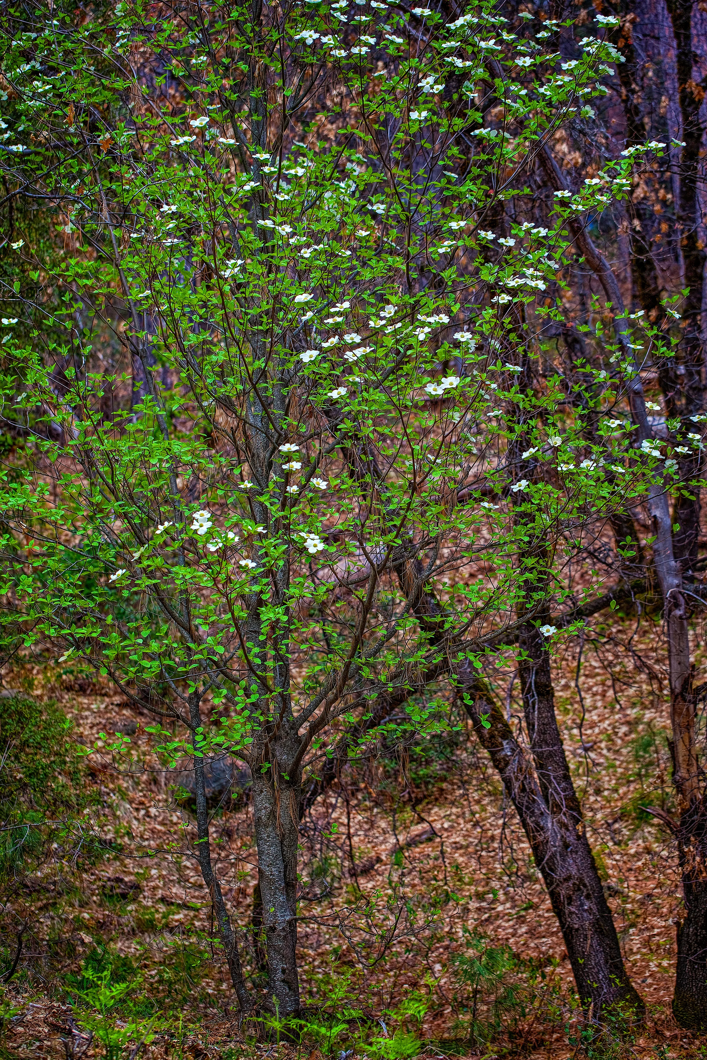Dogwoods of Alta