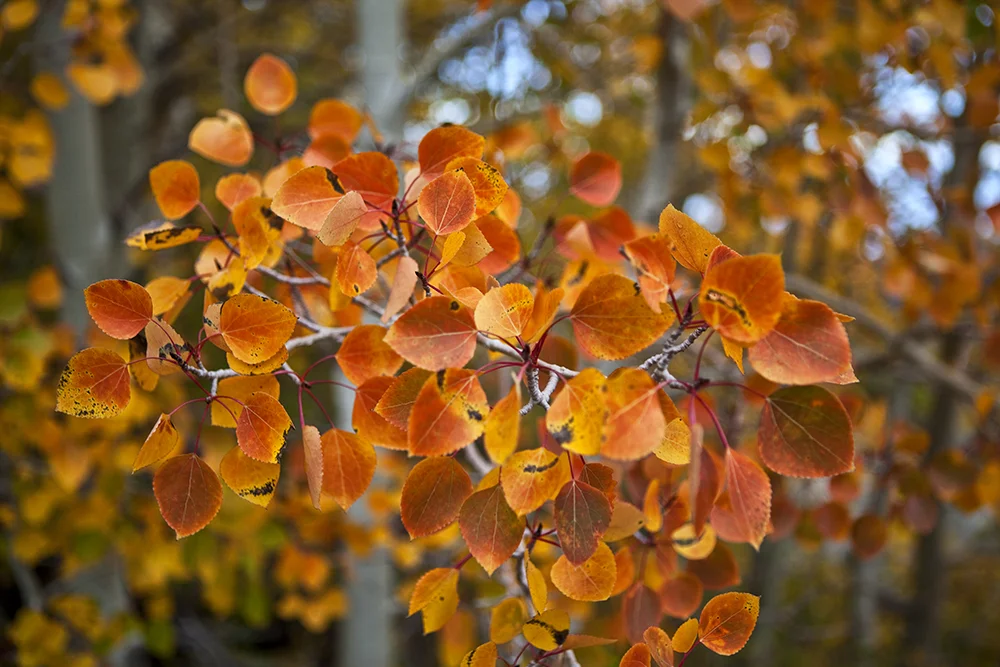 Aspens Delight