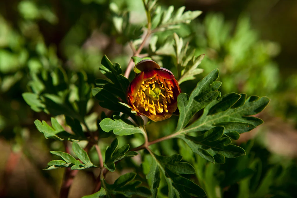 Western Peony
