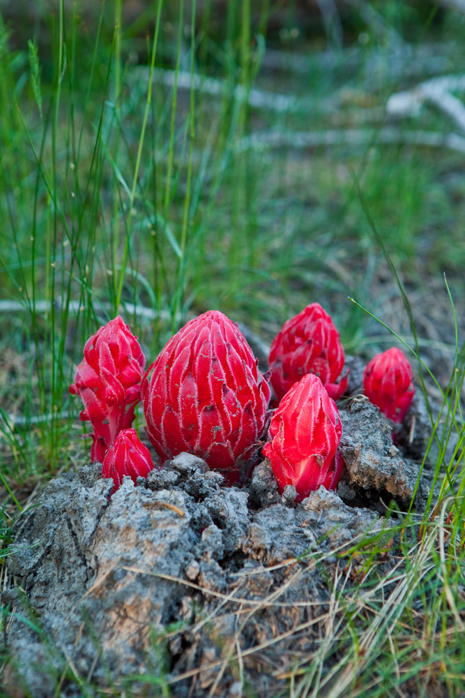 Snow Plant