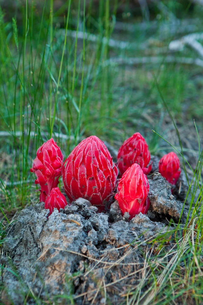 Snow Plant