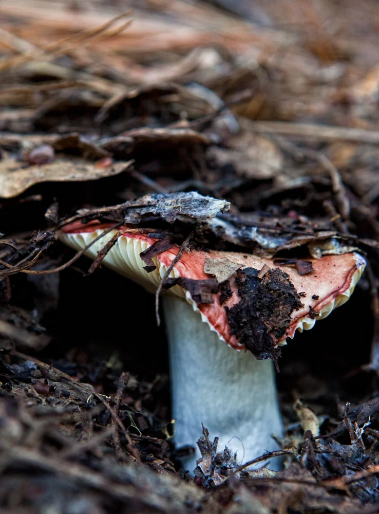 ccfxmushroom3805.jpg