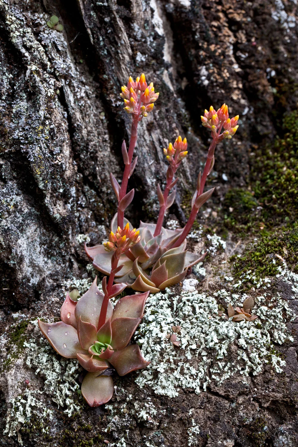 Canyon Dudleya