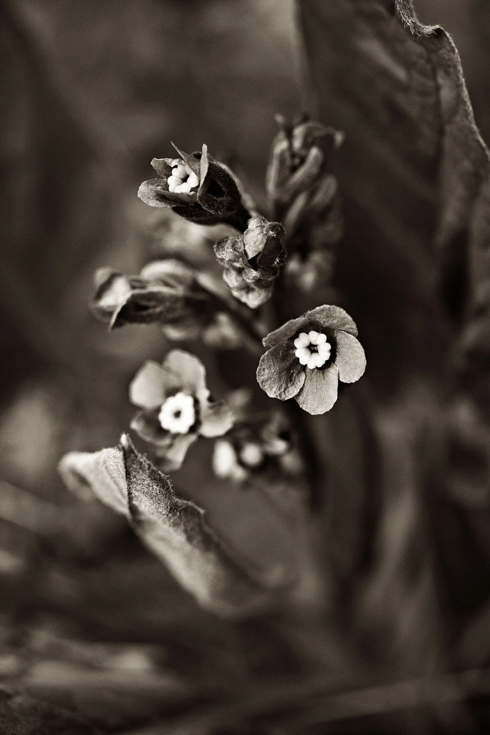 bwfxflower7136.jpg