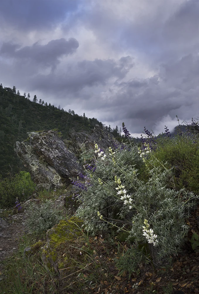 White Lupine In The Sky